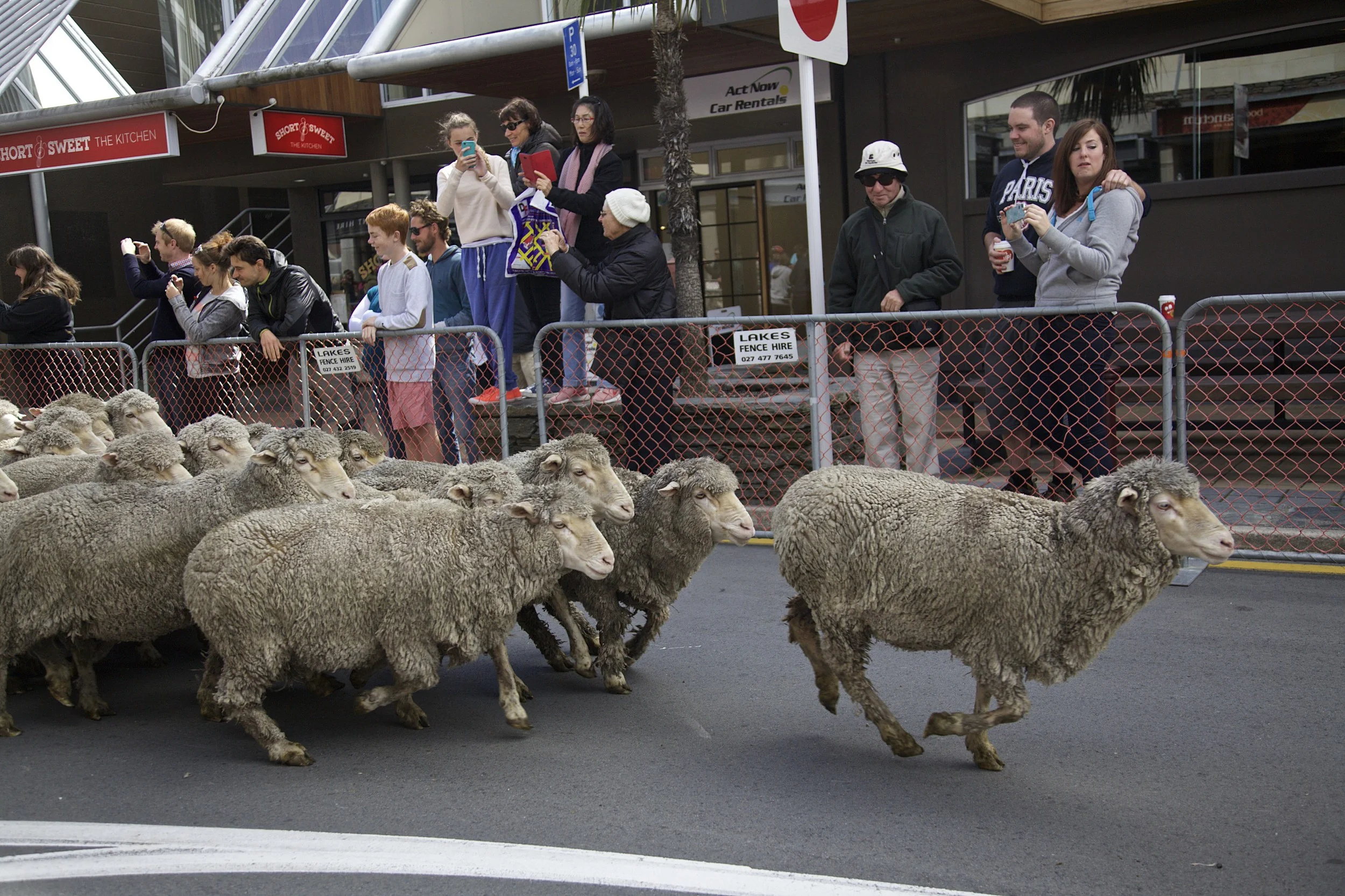 Running of the Wools