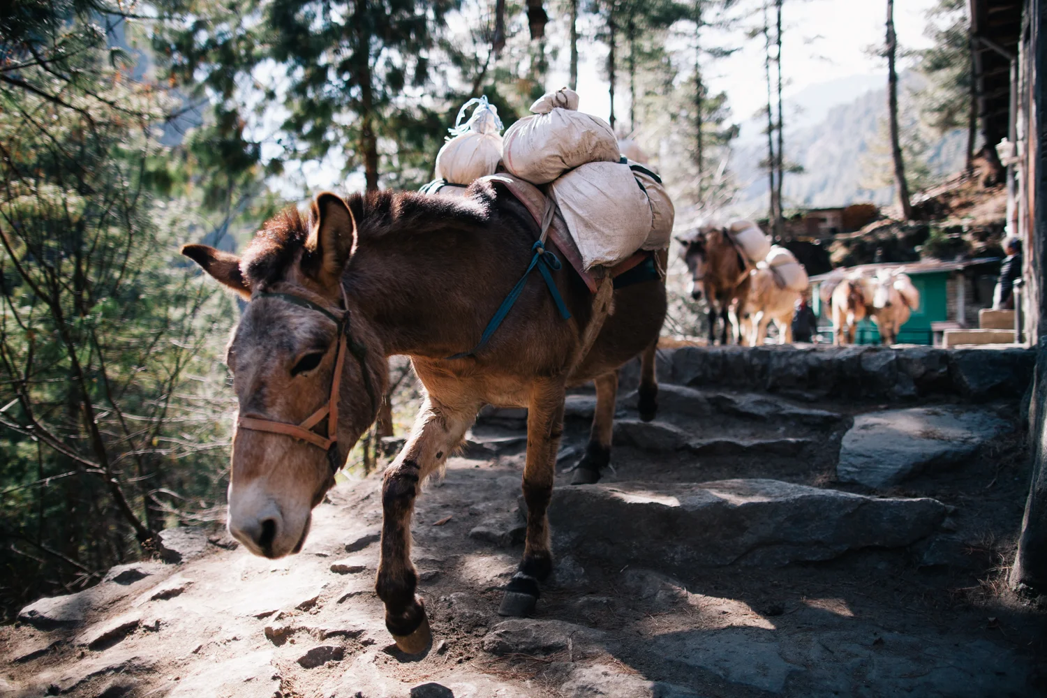 Will Salkeld©_Nepal_11_Phakding.jpg