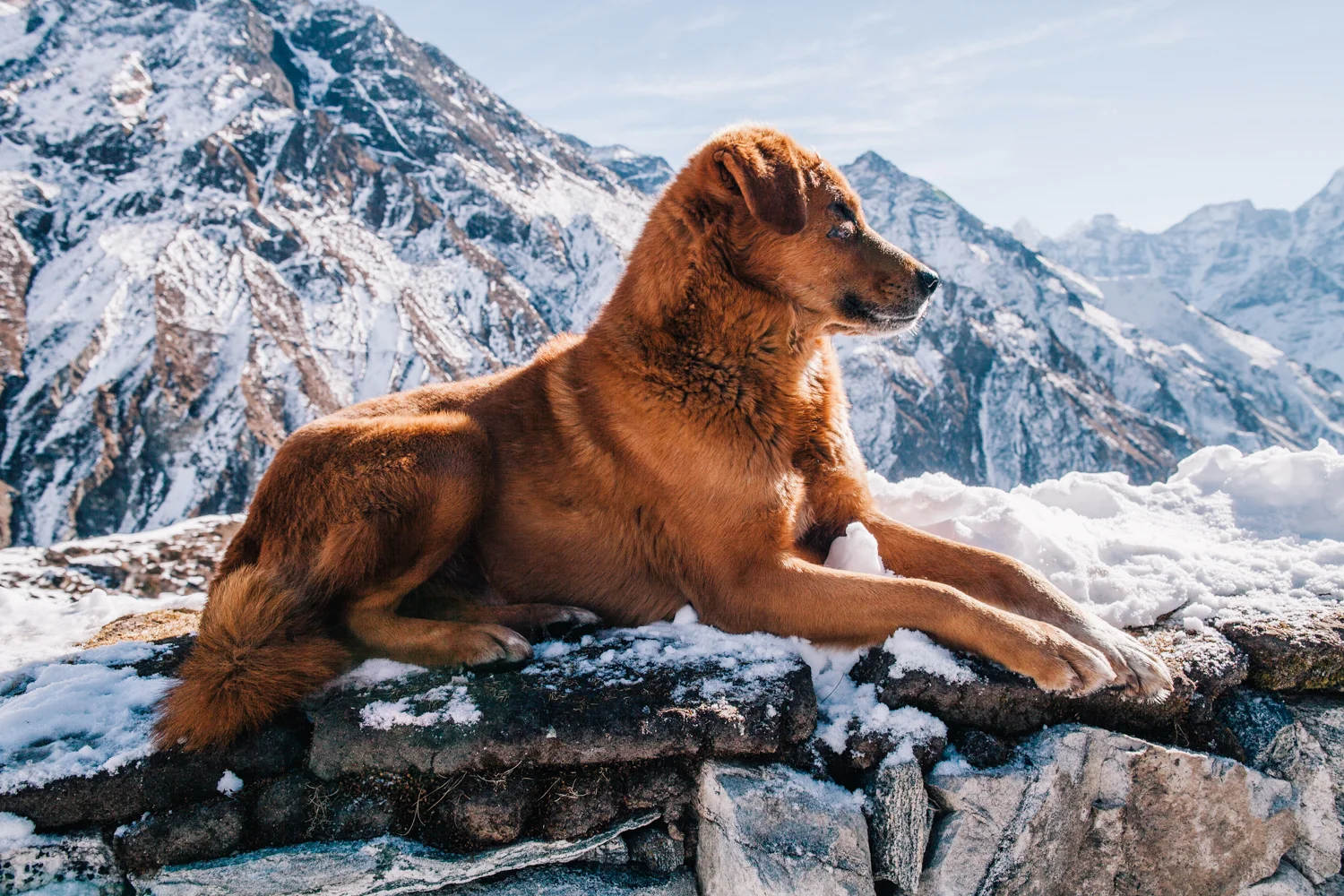 Will Salkeld©_Nepal_15_Khumbu Dog.jpg