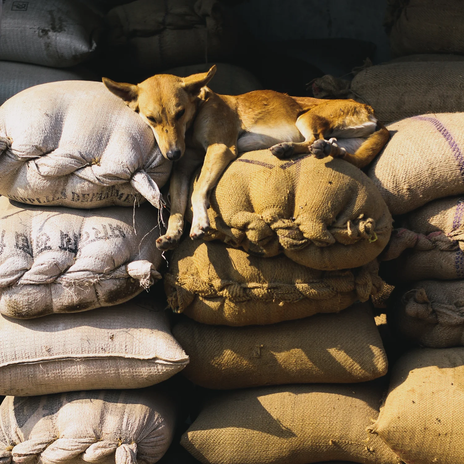 Will Salkeld©_India_28_Jodhpur.jpg