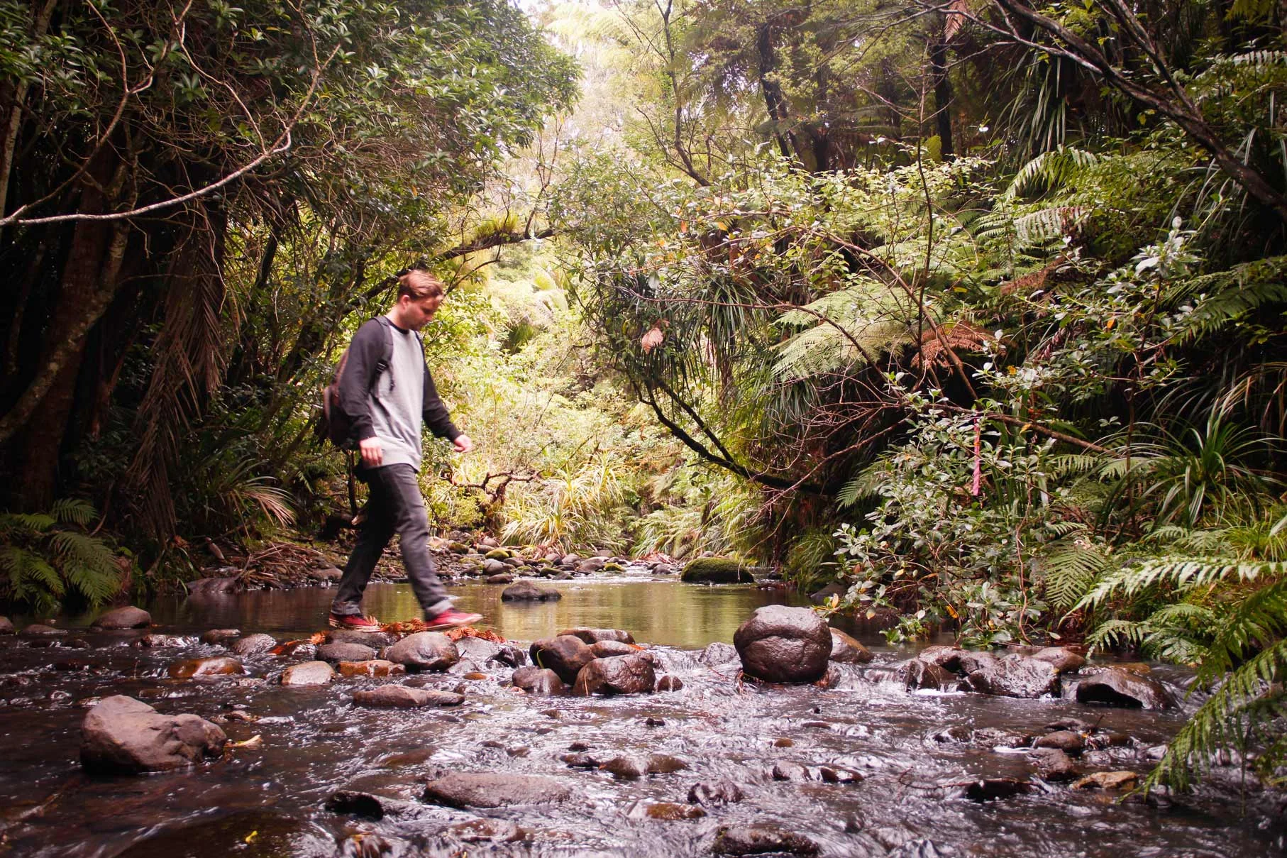 waitakere-tramline6.jpg