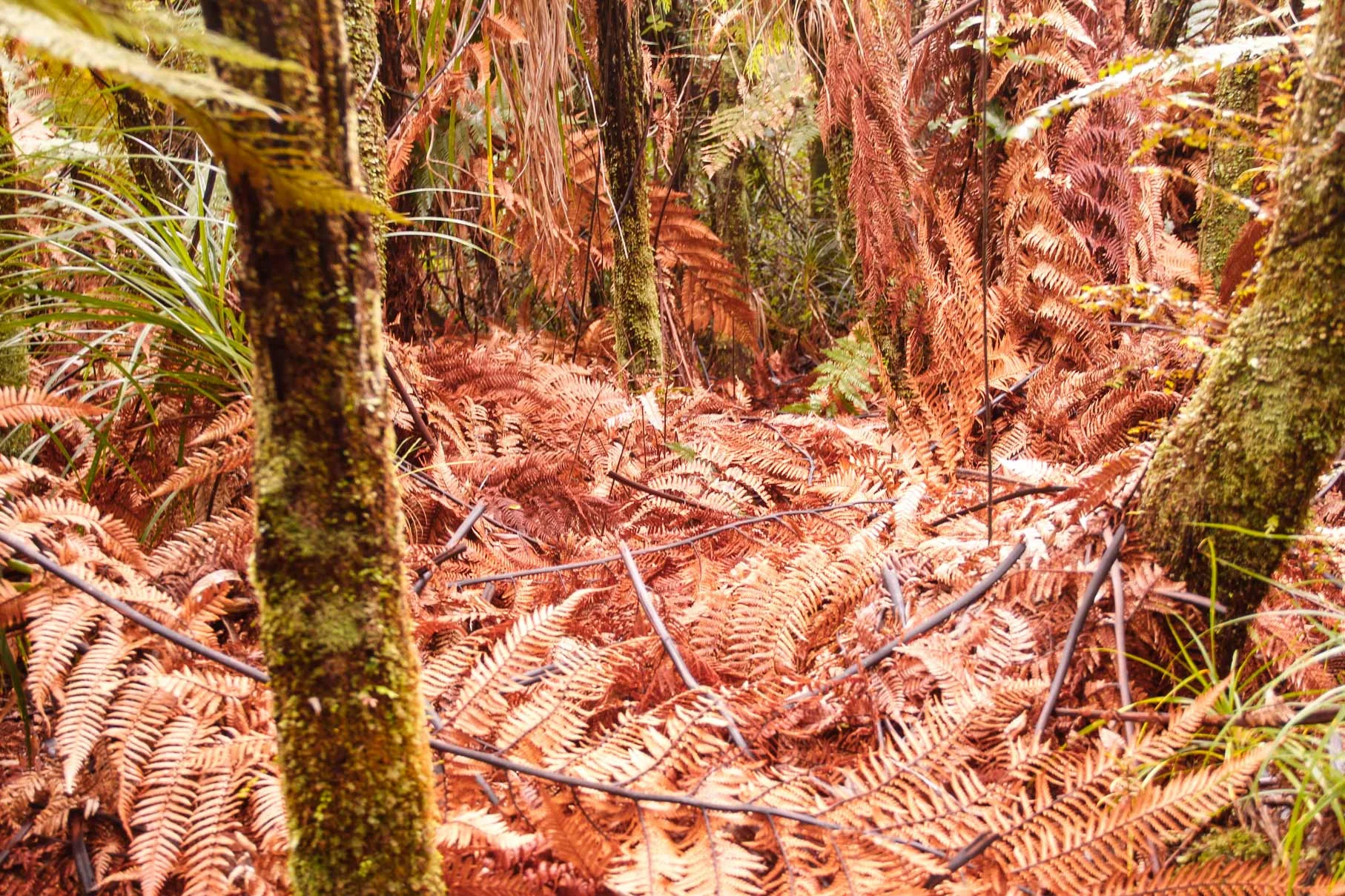 waitakere-tramline7.jpg
