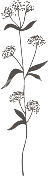 branch.png