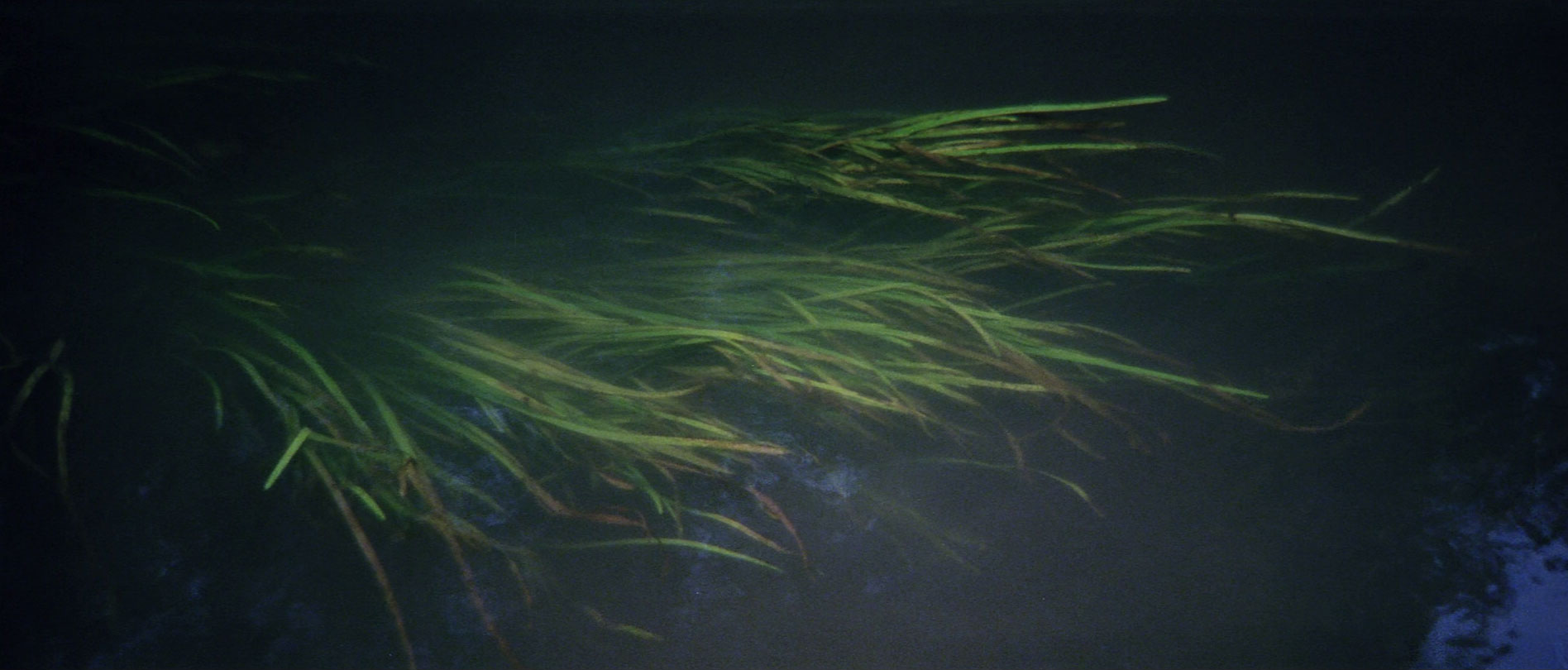 Still from Tarkovsky’s Solaris, 1972.