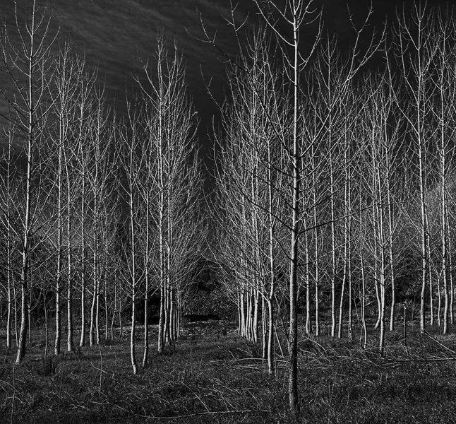 Army of Trees