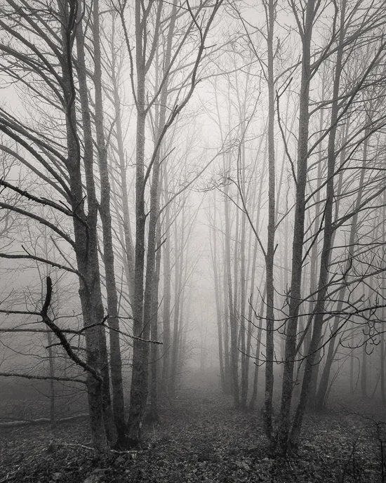 Corridor of Trees in Fog