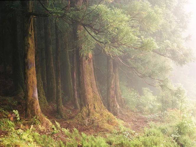 Goncaloacorestree.jpg