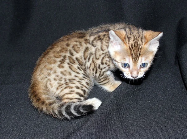 A-Kerrs Lotsa Spots and A-Kerrs Novatron, born August 7, 2014 2 Rosetted Females SOLD