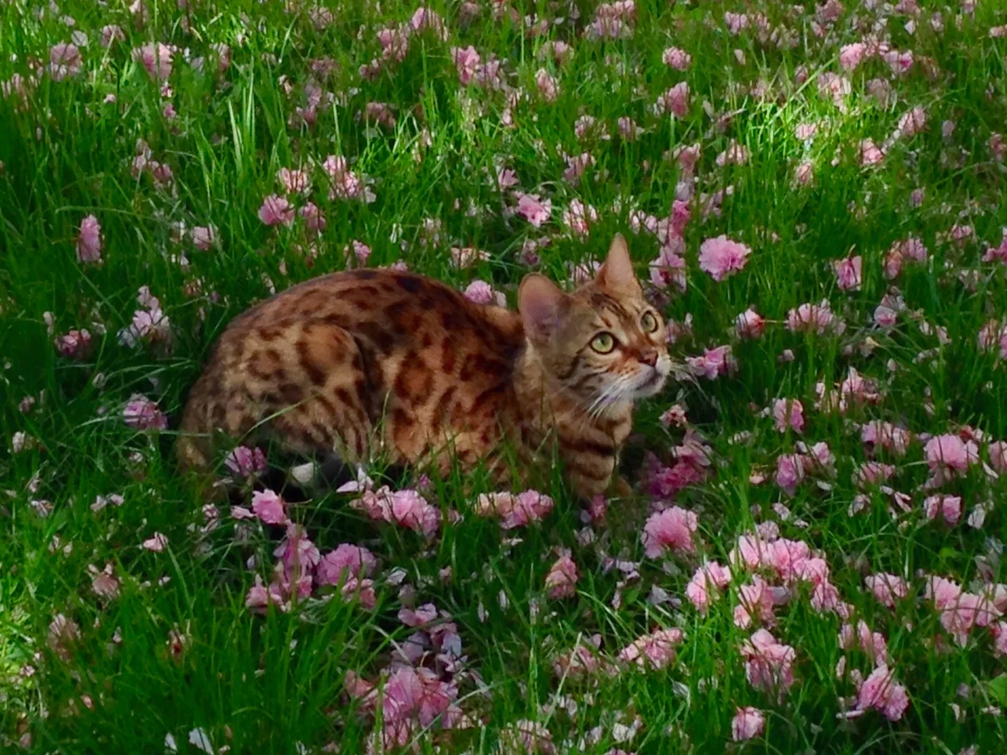Sky Lion and the cherry blossoms, living the good life!