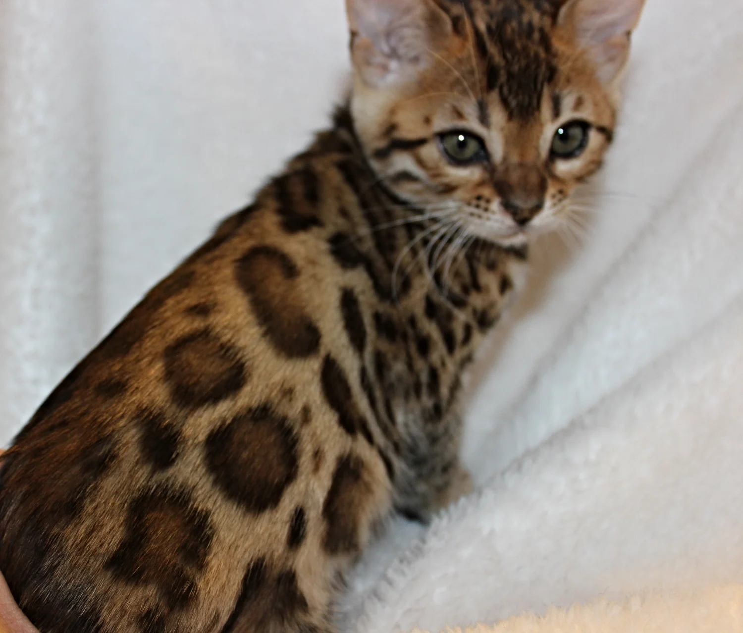 2016-02-08 05.46.08-2.jpg