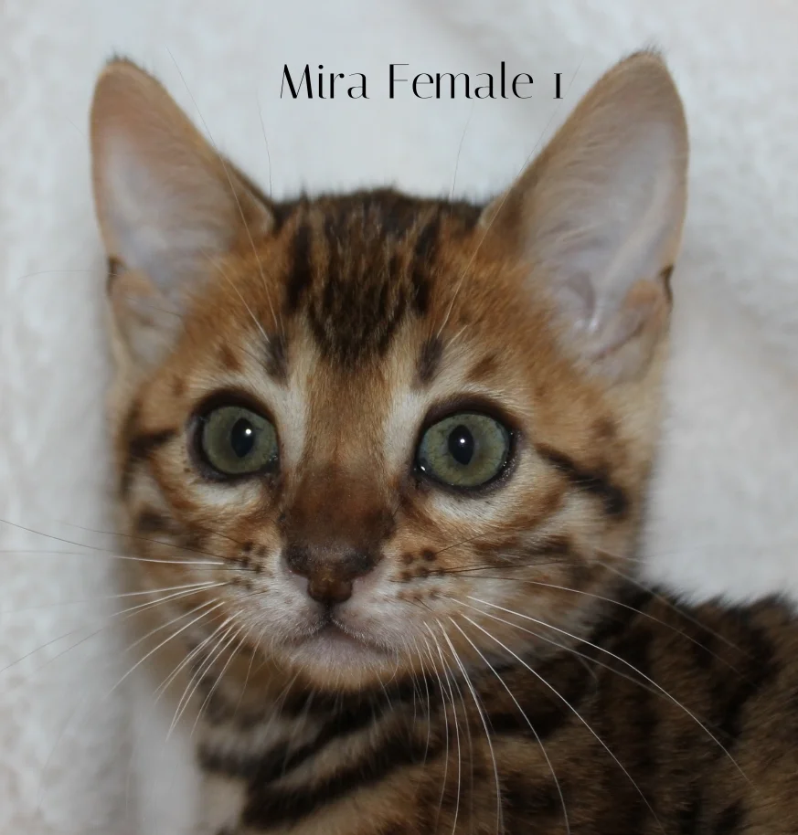 2016-02-08 05.44.41.jpg