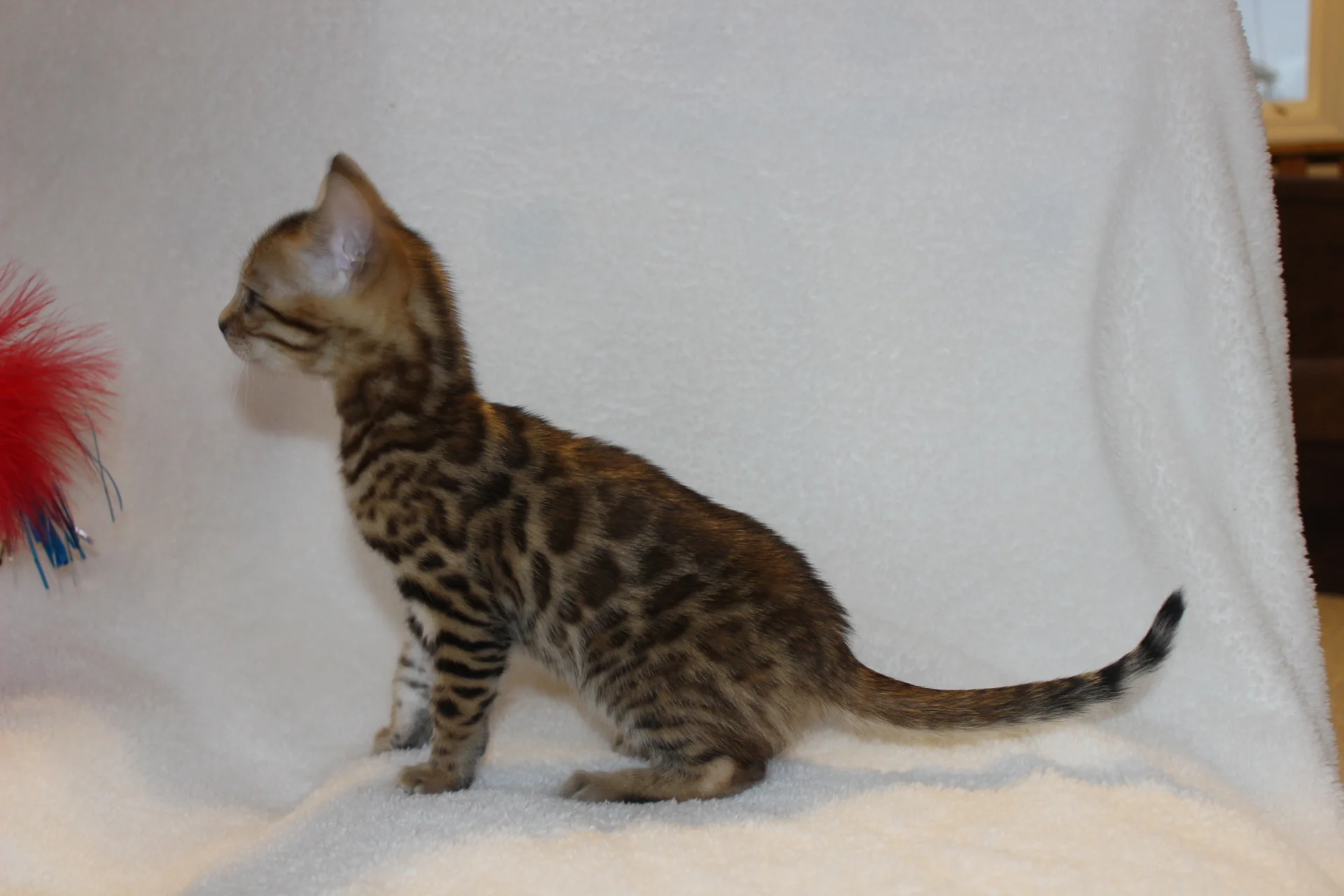 2016-02-08 04.54.23-1.jpg