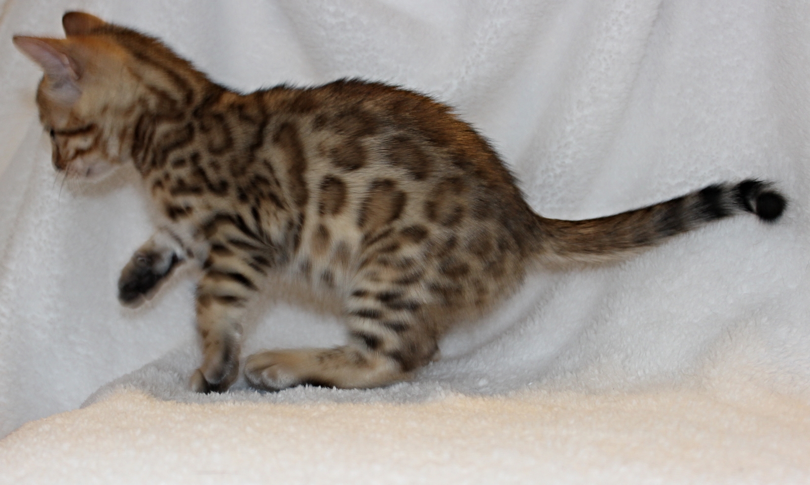 2016-02-08 05.18.52-2.jpg