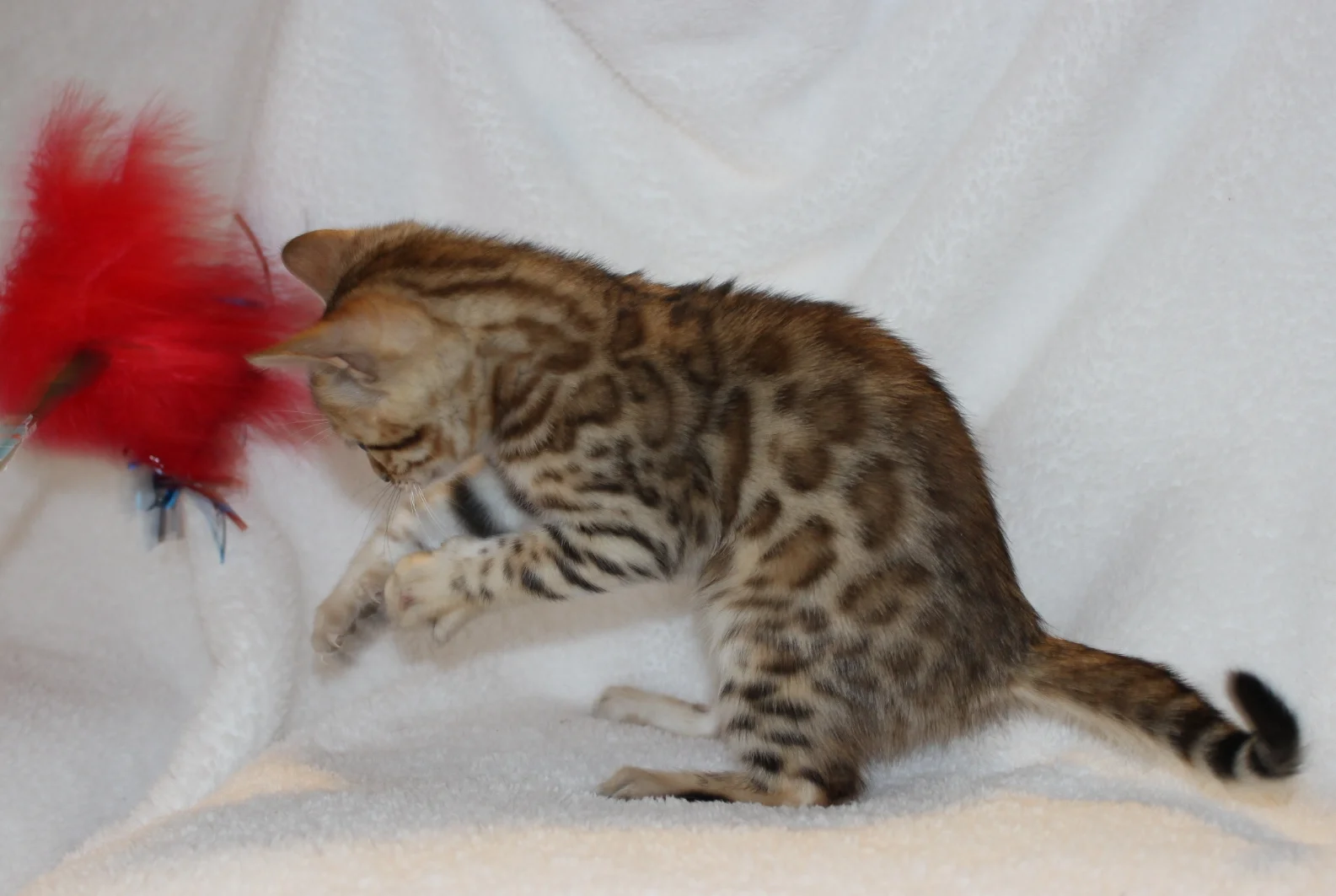 2016-02-08 05.19.30.jpg