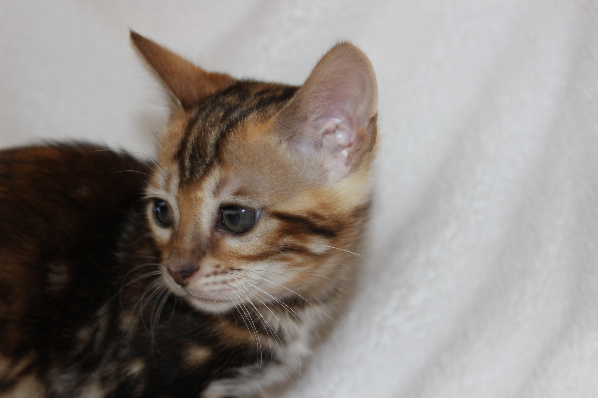 2016-02-08 05.23.49.jpg