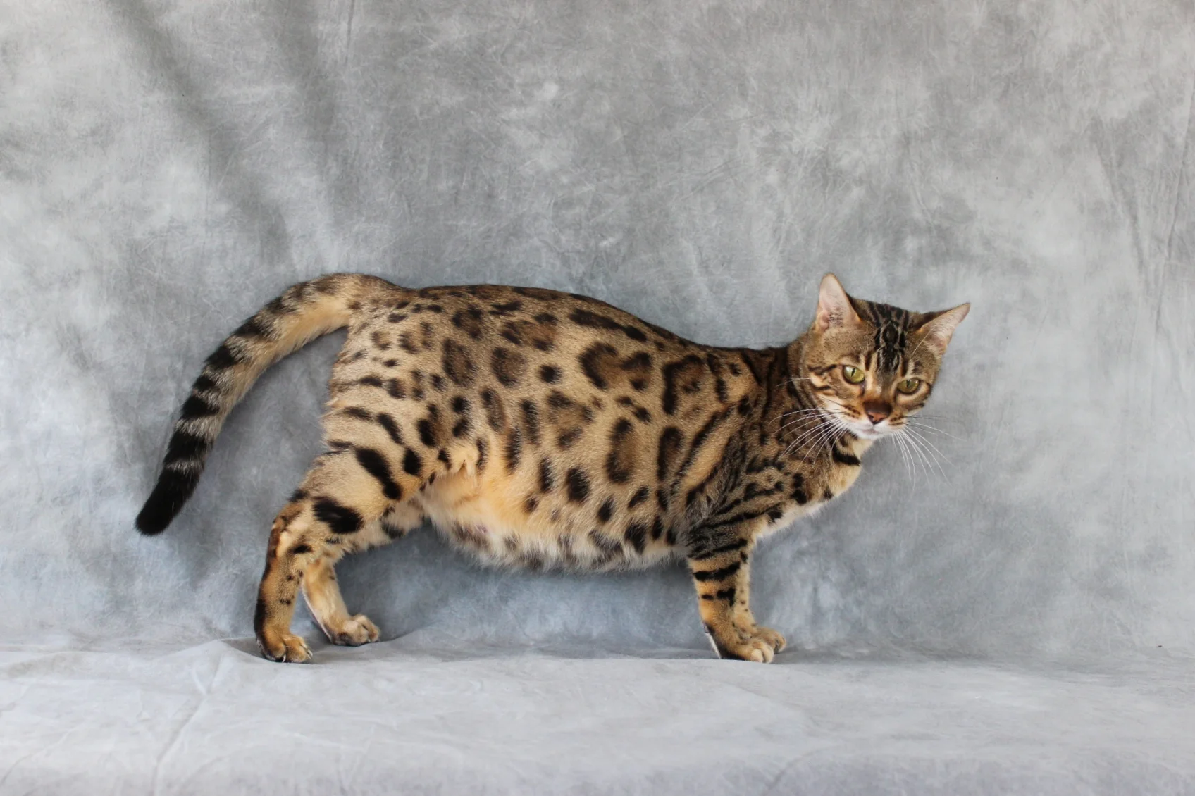 pregnant bengal cat