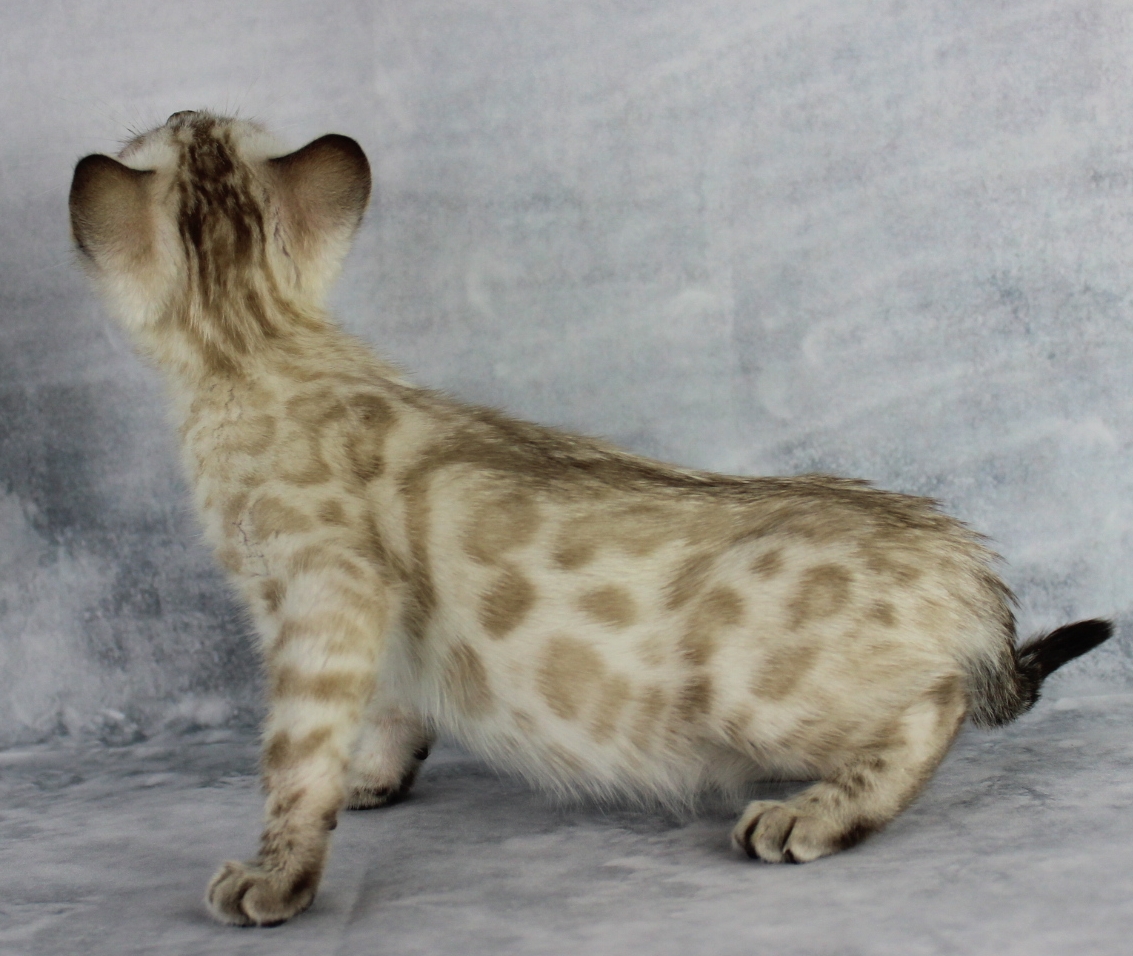 Isabella X Ryder Second Litter A Kerr S Bengal Cats
