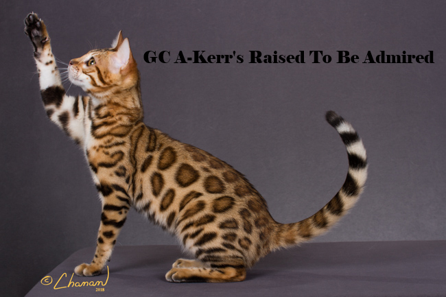 Bengal Adoption: Bengal Kittens for Sale and Adoption 