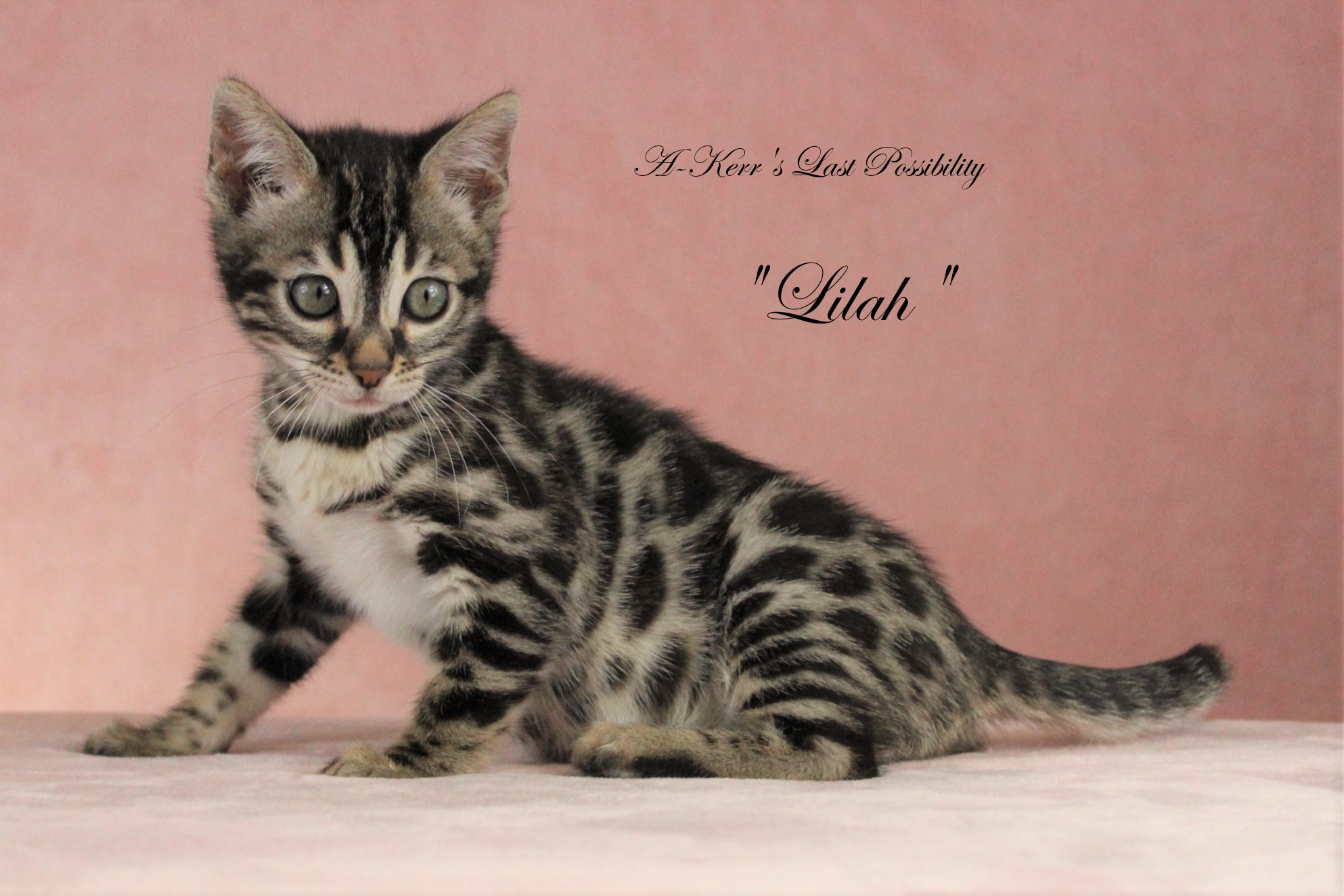 cvr vaccine for cats