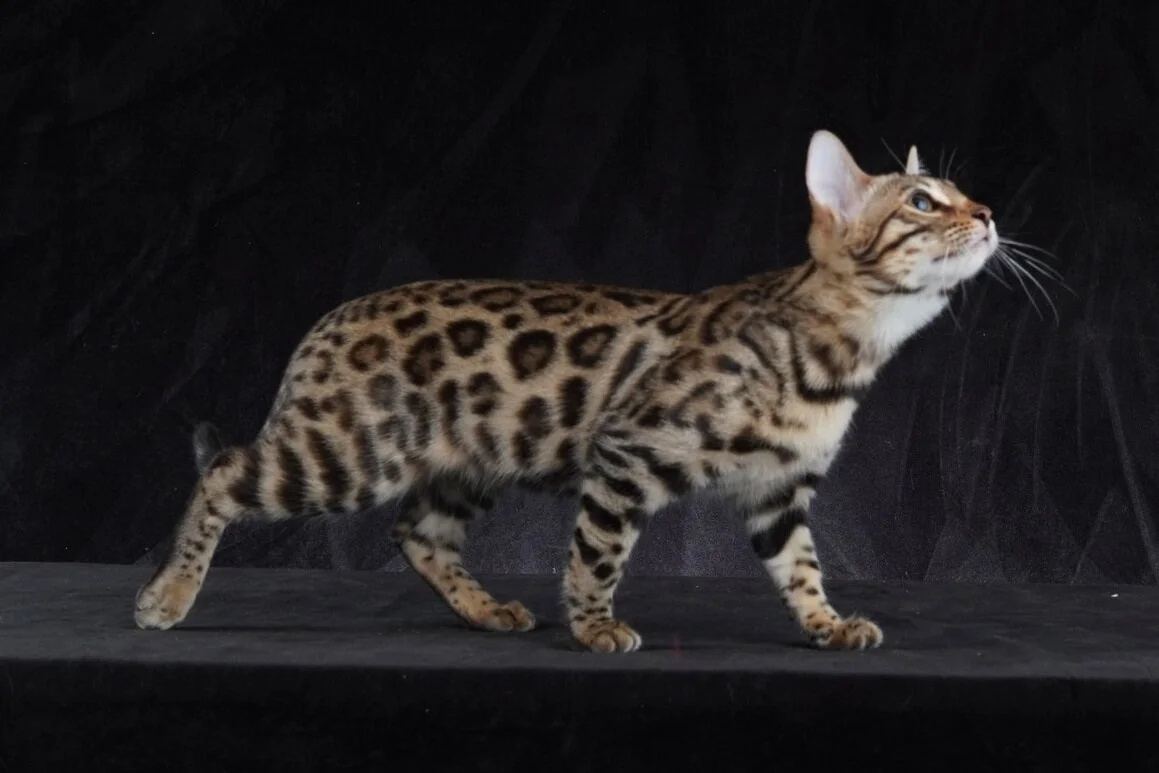 A-Kerru0027s Vanishing Into Shadows u2014 A-Kerru0027s Bengal Cats