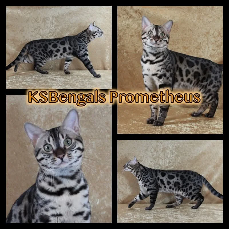 KS Bengals Prometheus.JPG