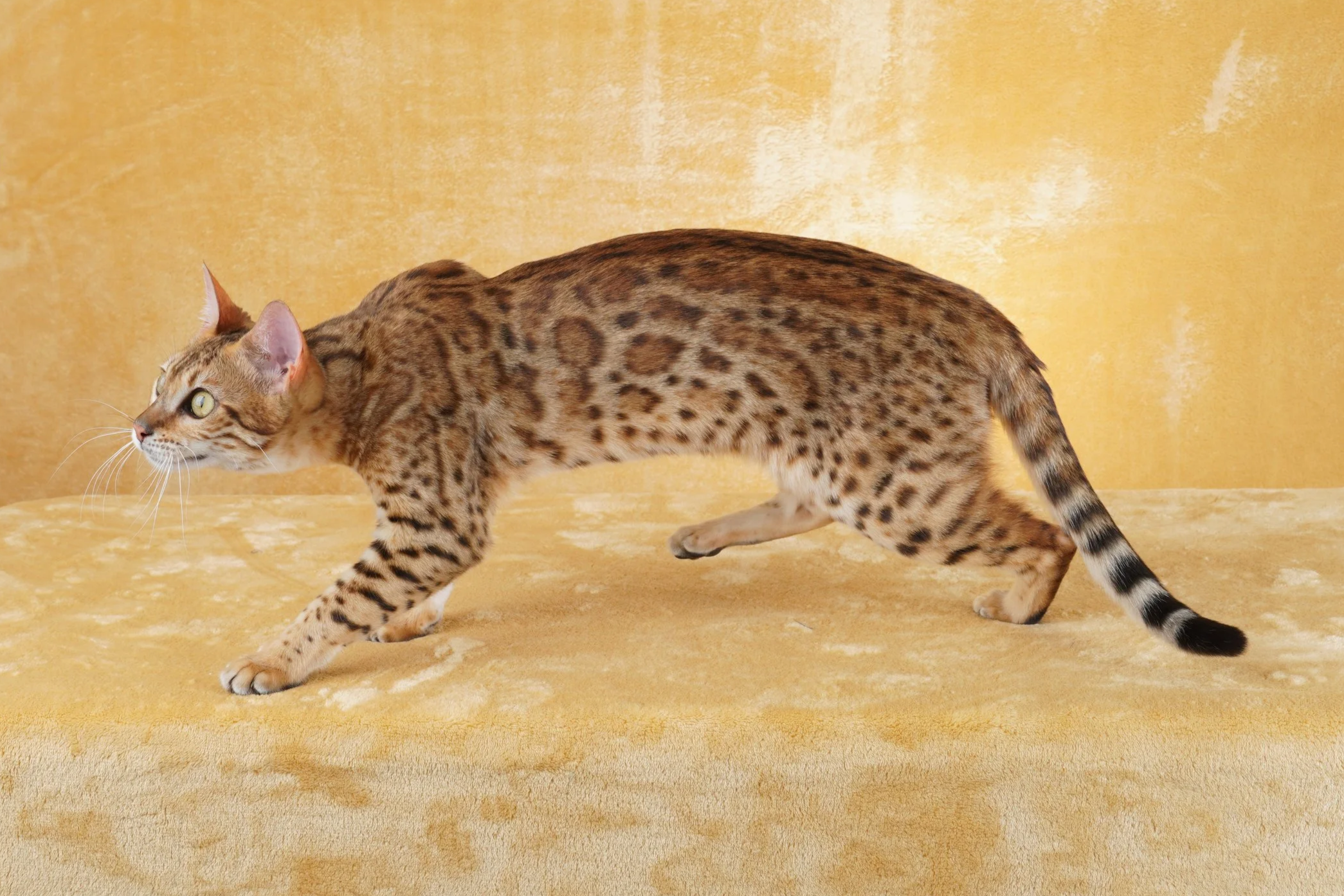 DSC00588.png