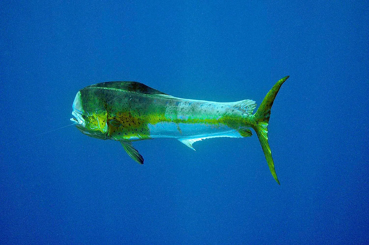 Mahi-mahi