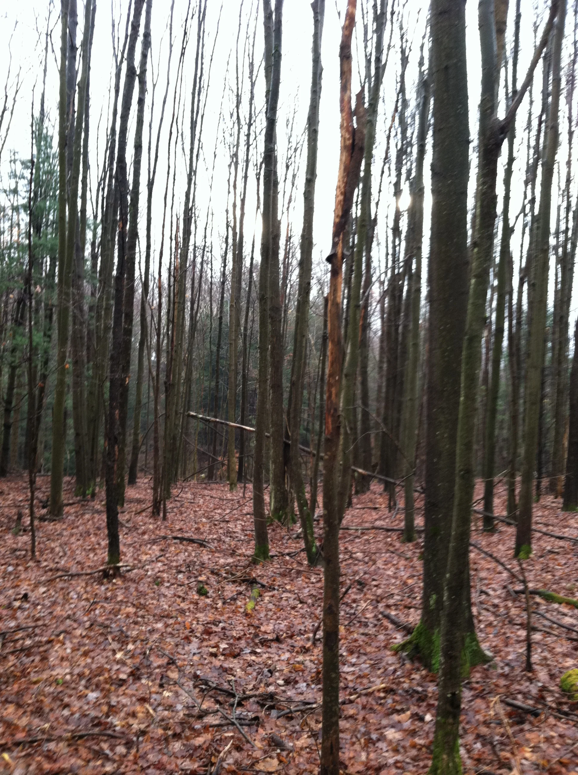 Mixed hardwood forest with ample forage. 