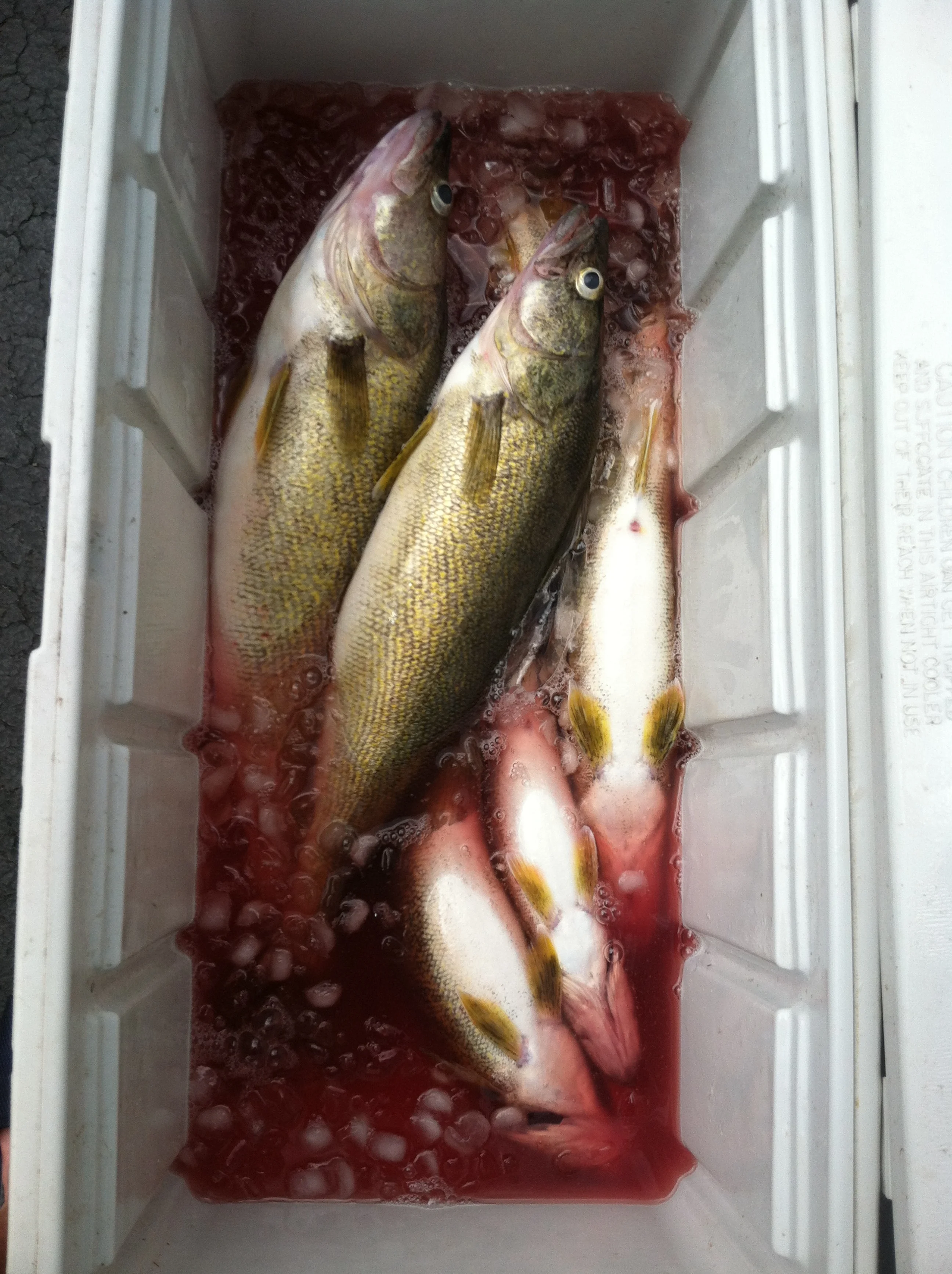 Cooler full of walleye!! Someone's gonna have a fish fry.