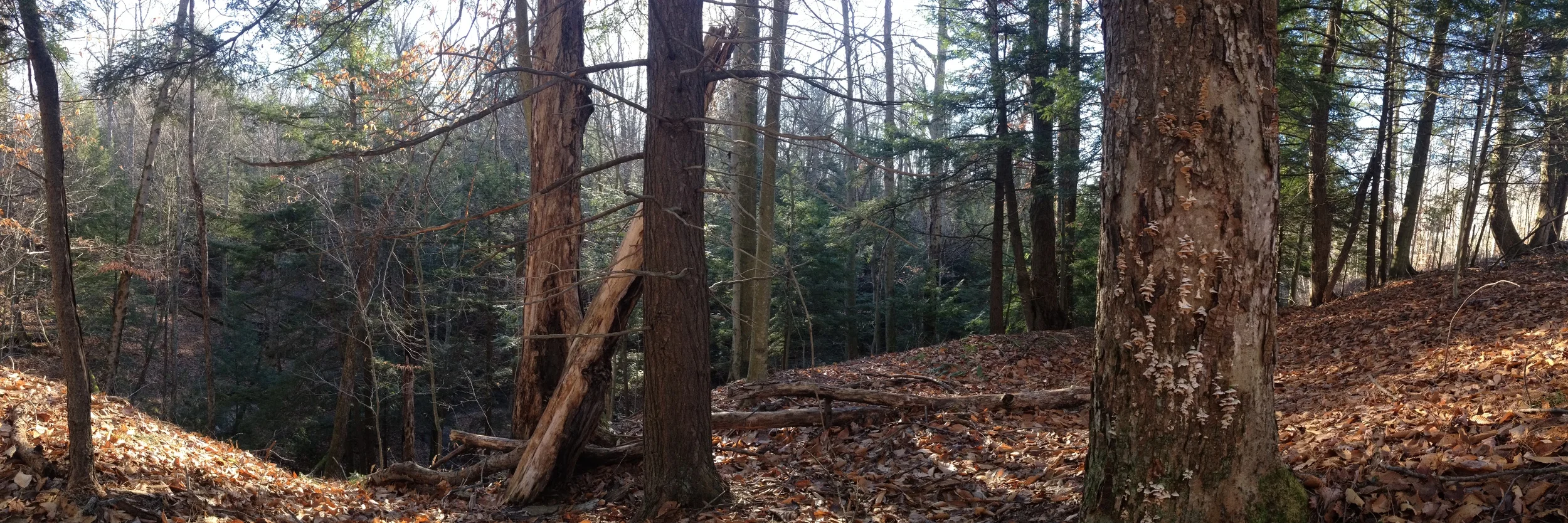 Zoar Valley at its best!