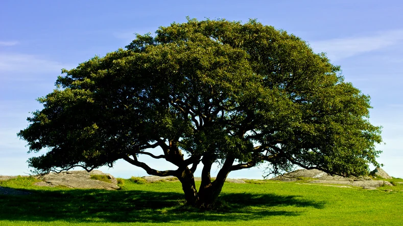 Fotosearch_Big_Oak.jpg