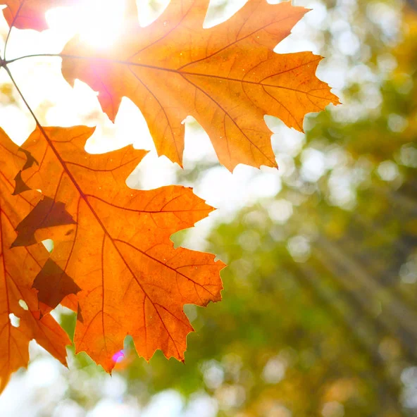 Fotosearch_Oak_Leaves.jpg