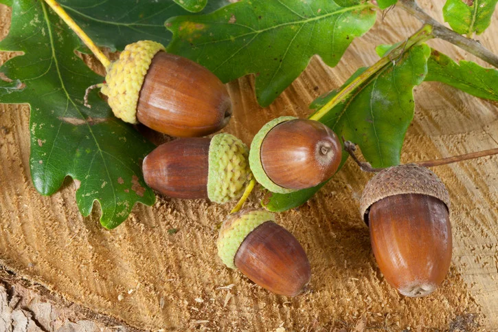 Fotosearch_Acorns.jpg