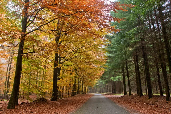 Fotosearch_Forest_Path.jpg