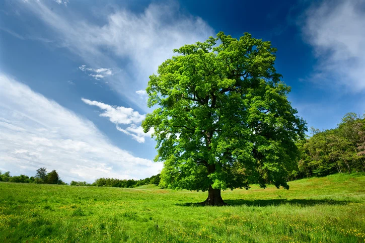 Fotosearch_Oak_Sky.jpg