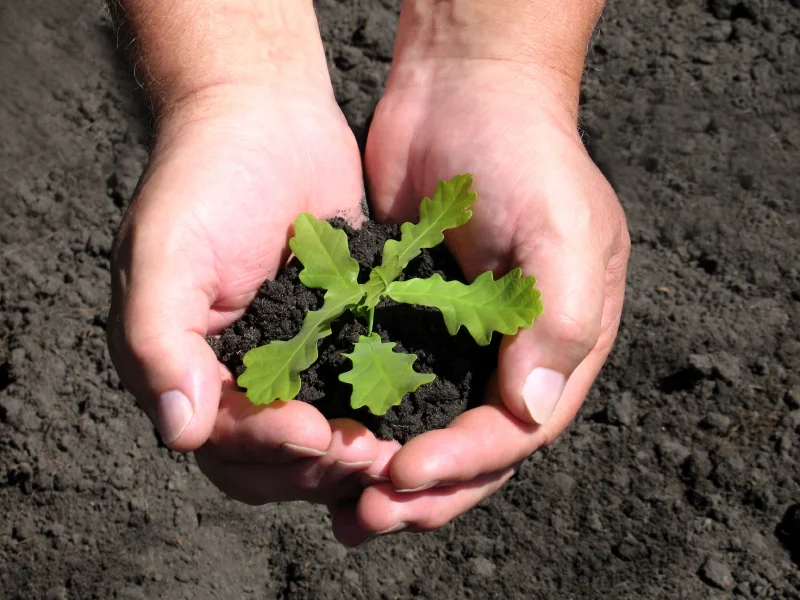 hands with seedling.jpg