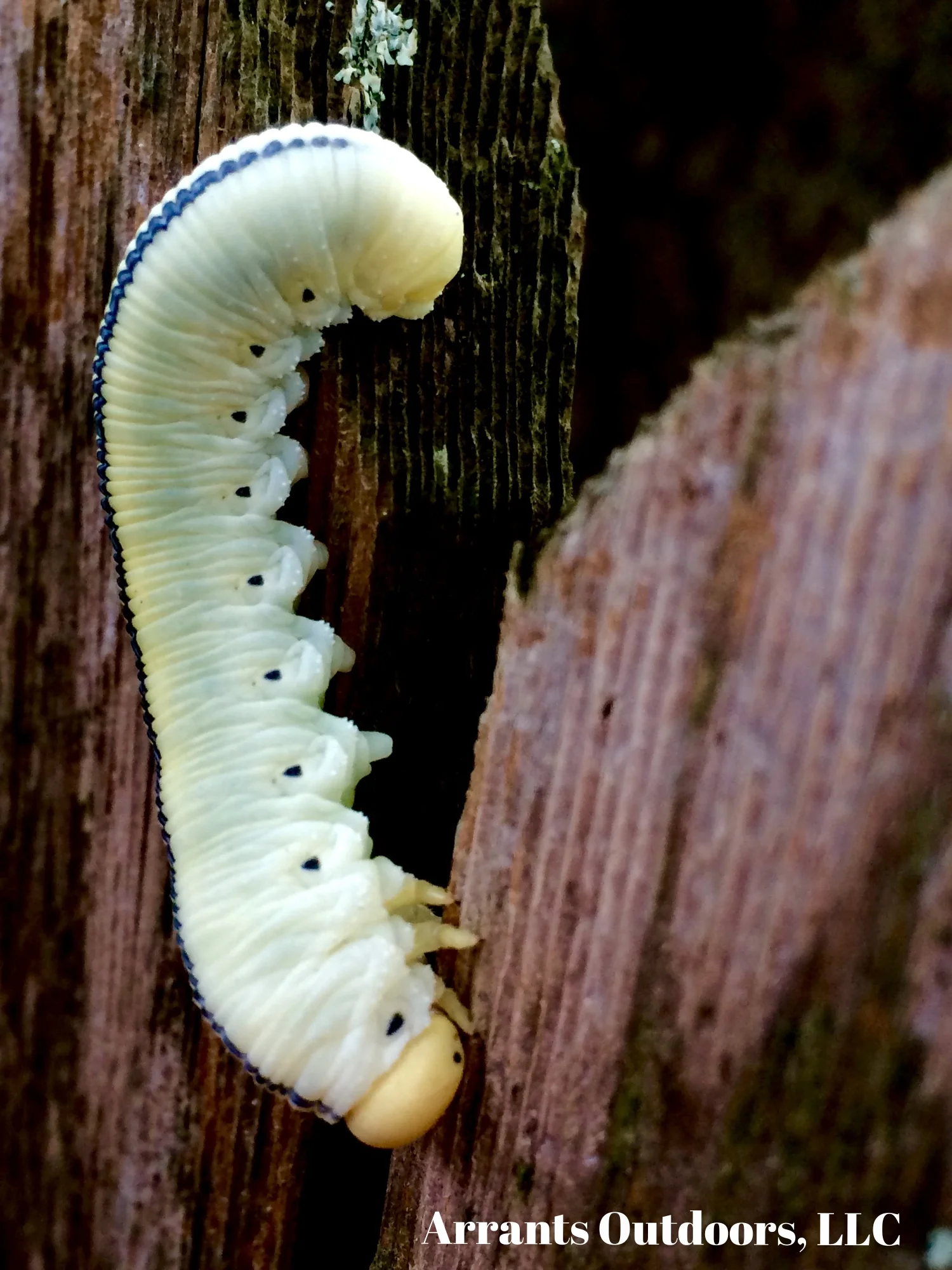Count the prolegs of the Elm Sawfly (Cimbex americana) larva in this photo and you'll quickly see how to distinguish it from the caterpillars of butterflies and moths.