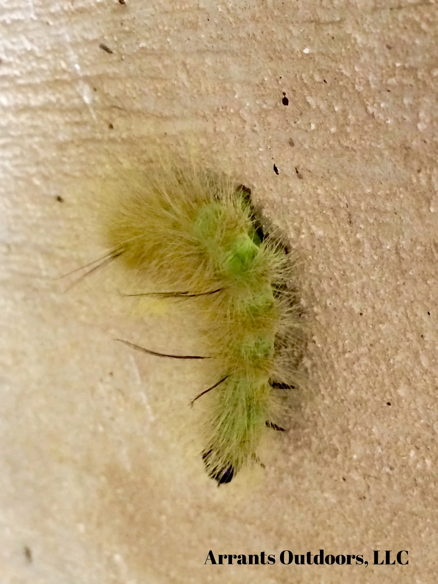 Notice the black tufts, pairs beginning at A1, then A3 and the single tuft at A8.. When you see that, you can immediately identify this caterpillar as an American Dagger Moth (Acronicta americana) caterpillar. (Click to enlarge)