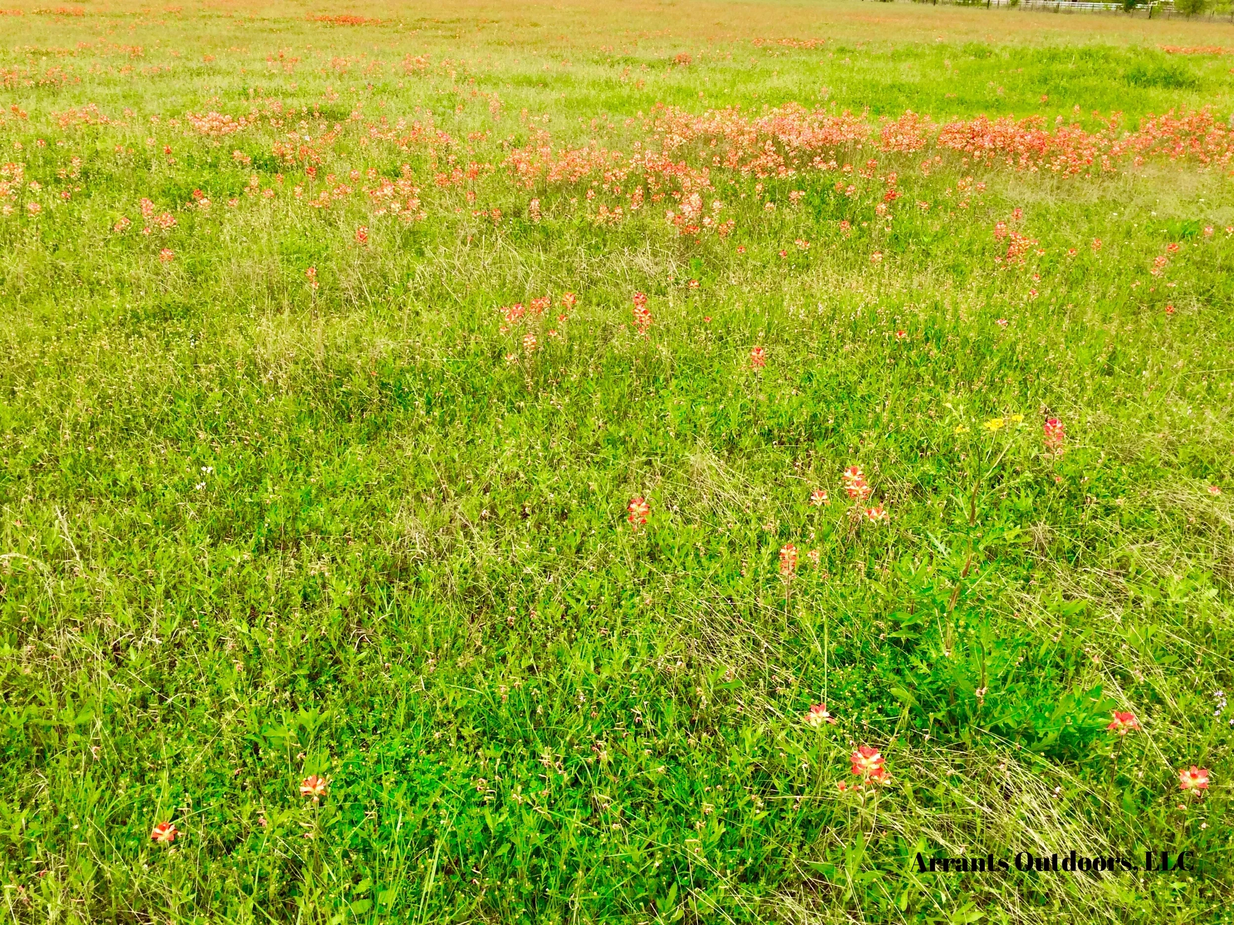 Texas Paintbrush (Castilleja indivisa) in a meadow. Notice the orange becomes almost solid as you look towards the top of the photo. (Click on photo to enlarge)