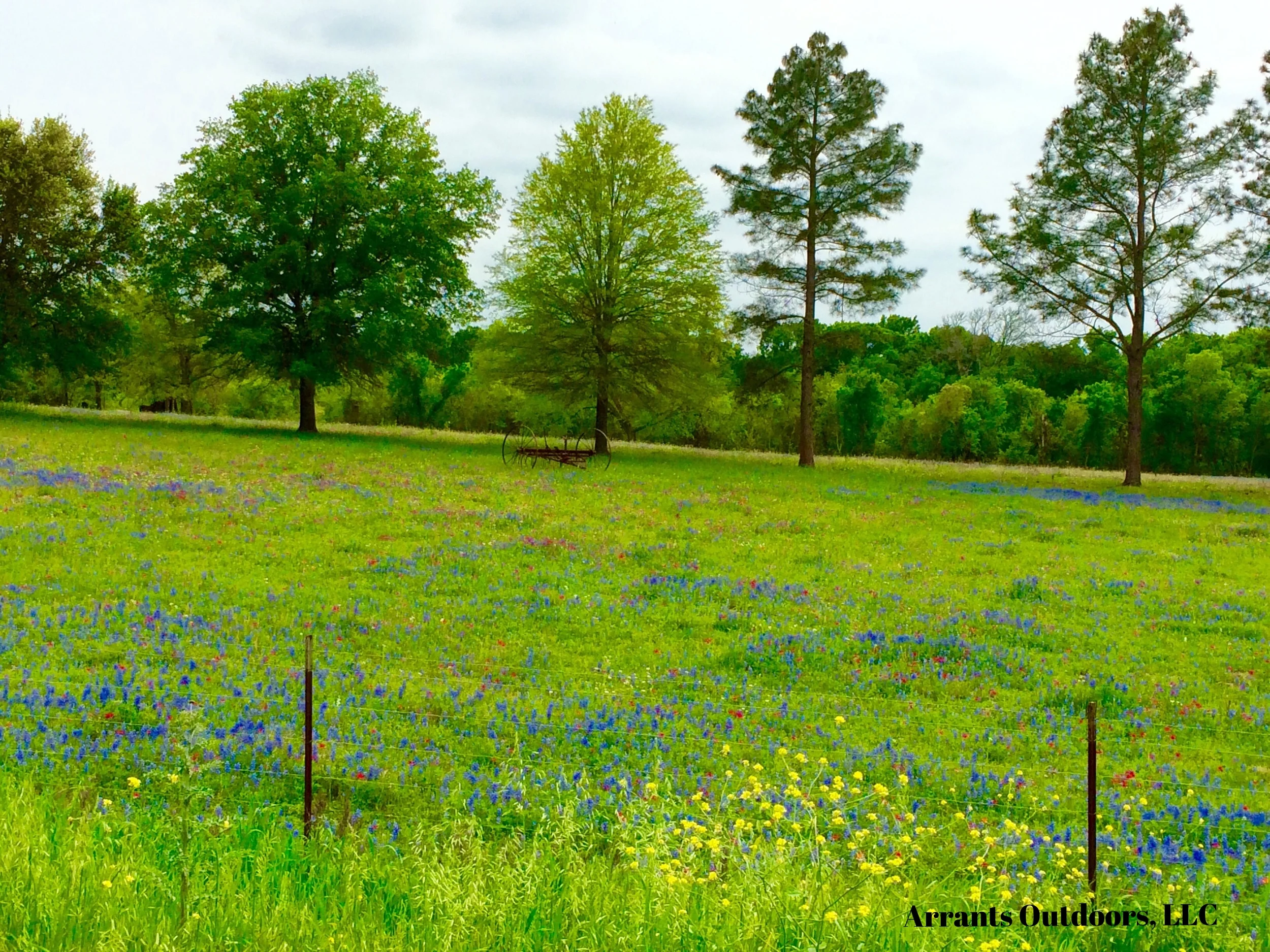 Forgive me, but I thought I'd get a little artistic with this photo to relay a little of the sheer wonder and beauty of a simple scene of rural hill country Texas. Striking small pasture filled with Texas Bluebonnets and Texas Paintbrushes... Bonnets and Brushes. ( Click on photo to enlarge)