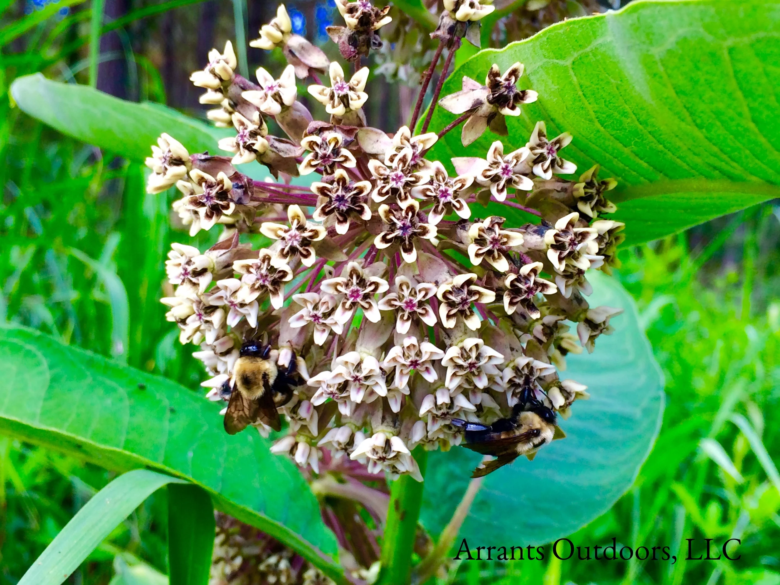Two Eastern Carpenter Bees (Xylocopa virginica) on Common Milkweed (Asclepias syriaca). (Click to enlarge)