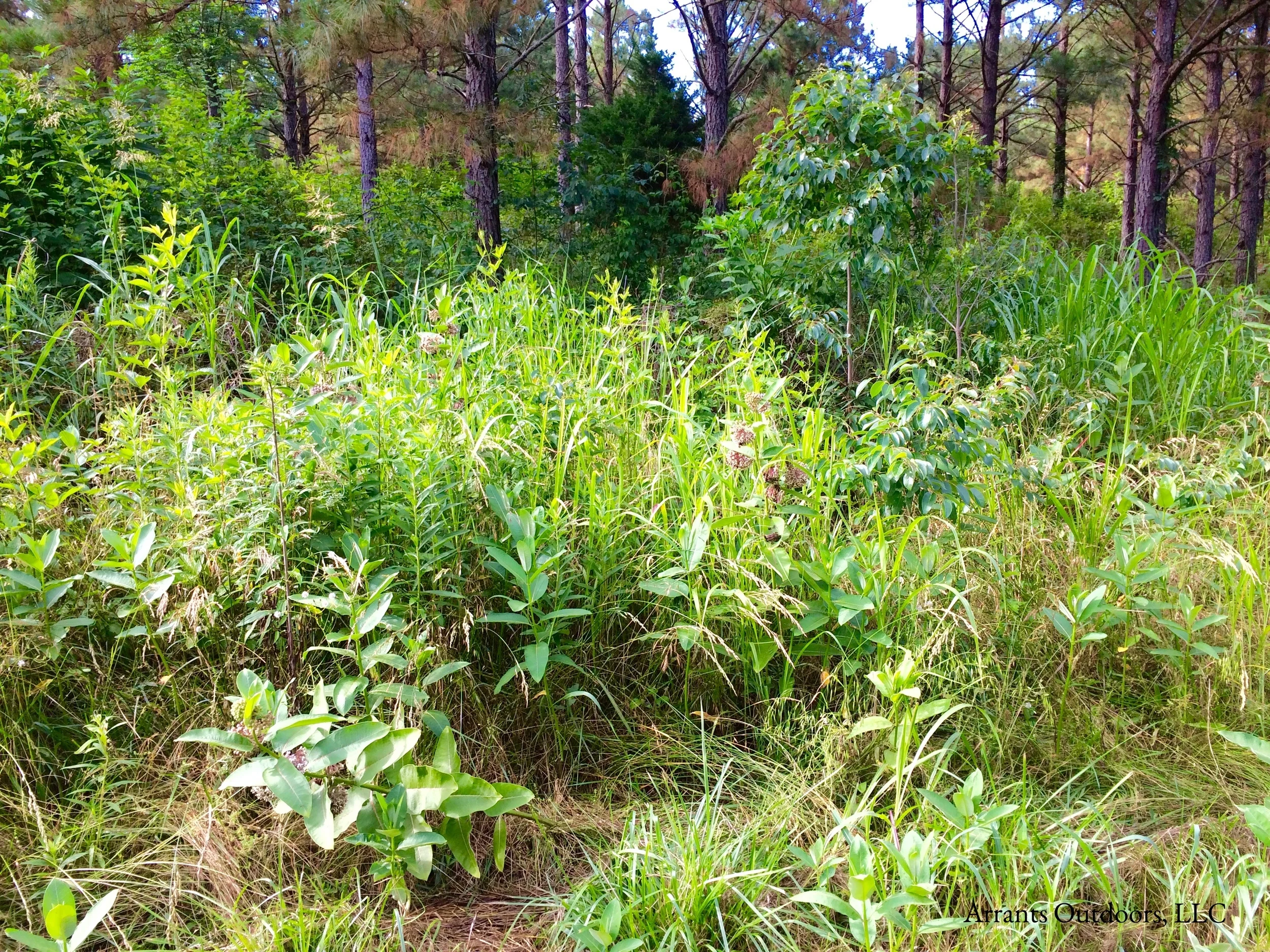 Patch of Common Milkweed (Asclepius syriaca). Note the many plants in various stages of blooming.