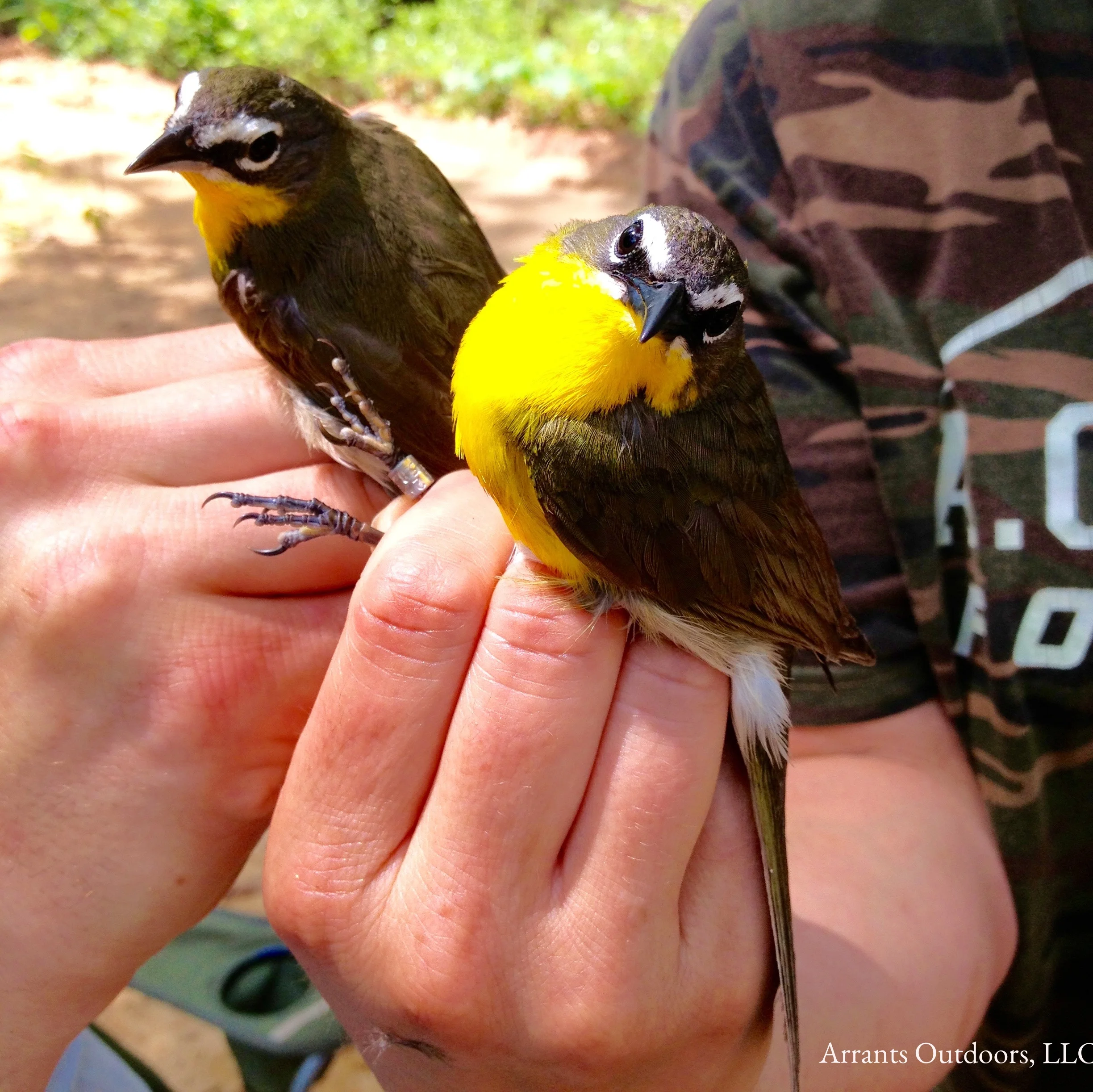 Two Yellow-breasted Chats banded at Fort Jackson, 5/21/13. It is with great fondness that I remember mist-netting and banding with Nicole Hawkins and Stanley Rikard. (Click to enlarge)