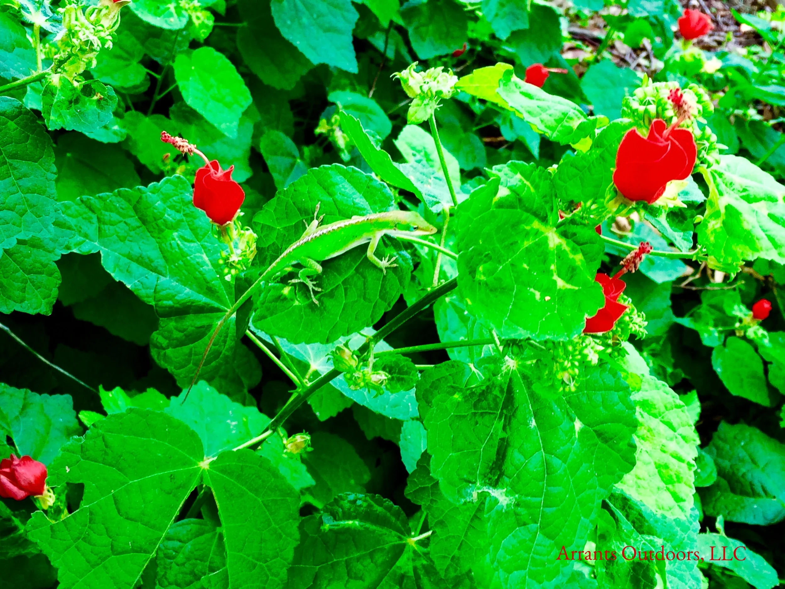 Turk's Cap (Malvaviscus arboreus var. drummondii) is a pollinator favorite and can bustle with insect activity. This Carolina Anole (Anolis carolinensis) blends in with the greens of the leaves while it patiently waits for a meal. (Click to enlarge)
