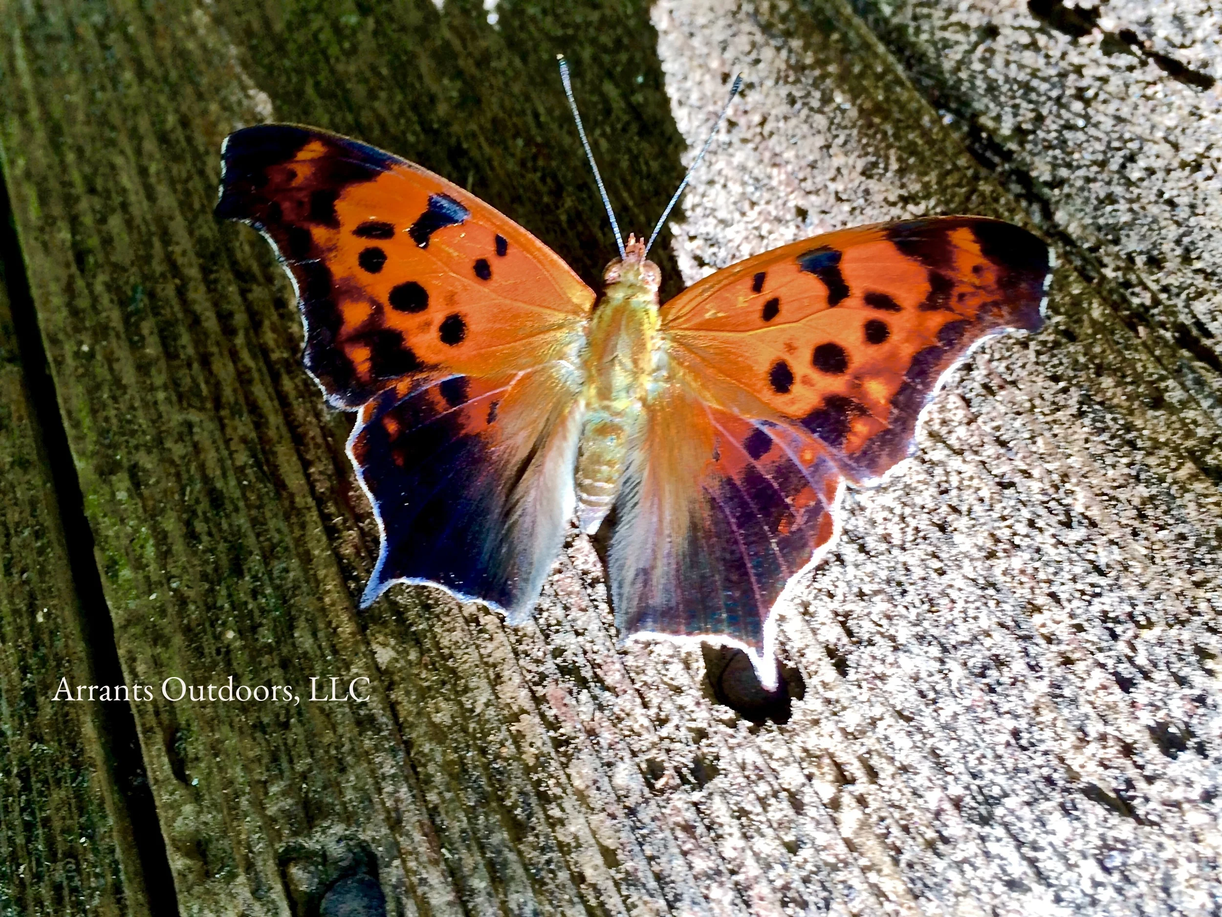 The many angles of the wings of a Question Mark Butterfly (Polygonia interrogationis). (Click to enlarge)