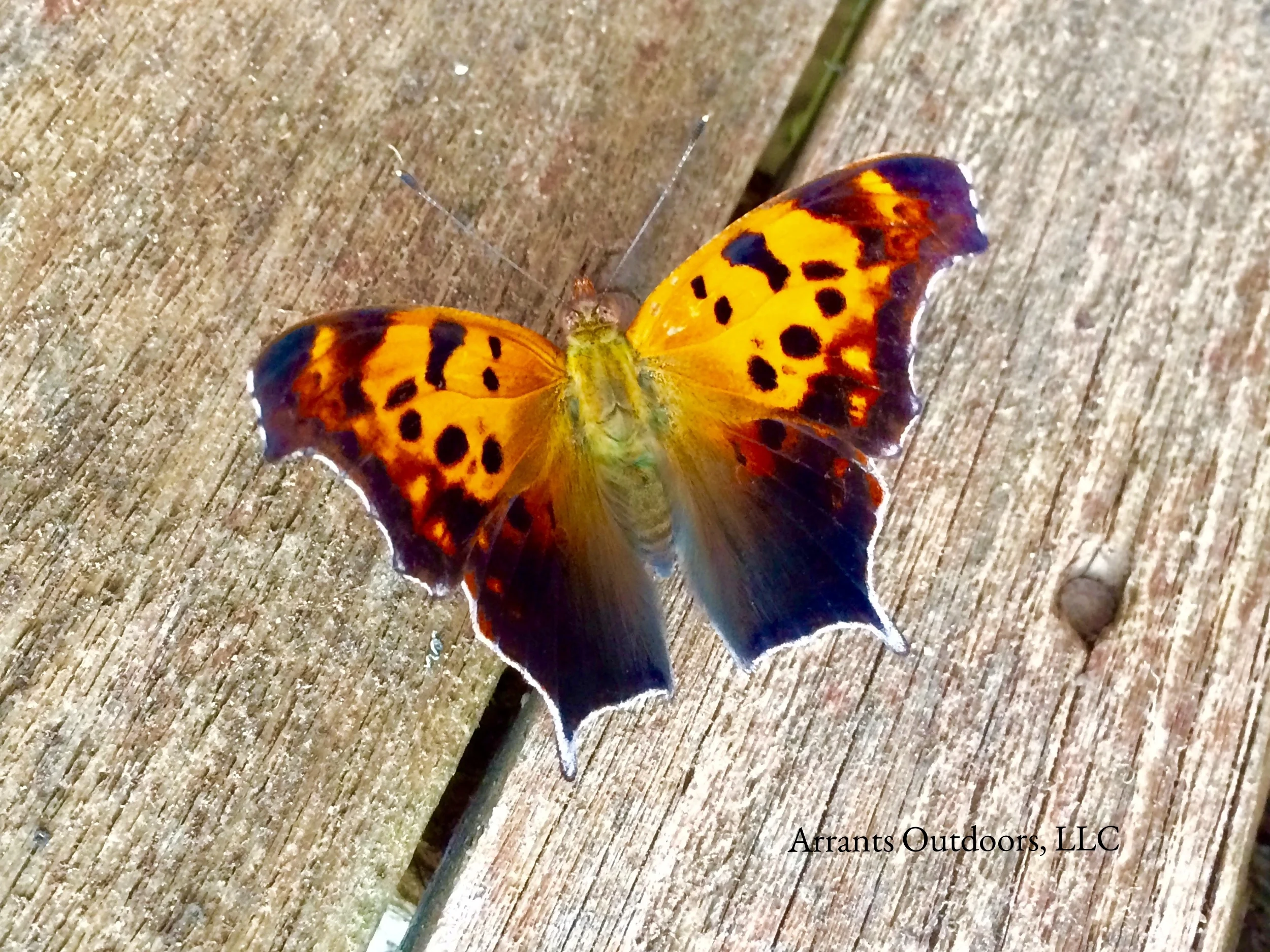 An Interrogative Lepidoptera — Arrants Outdoors, LLC