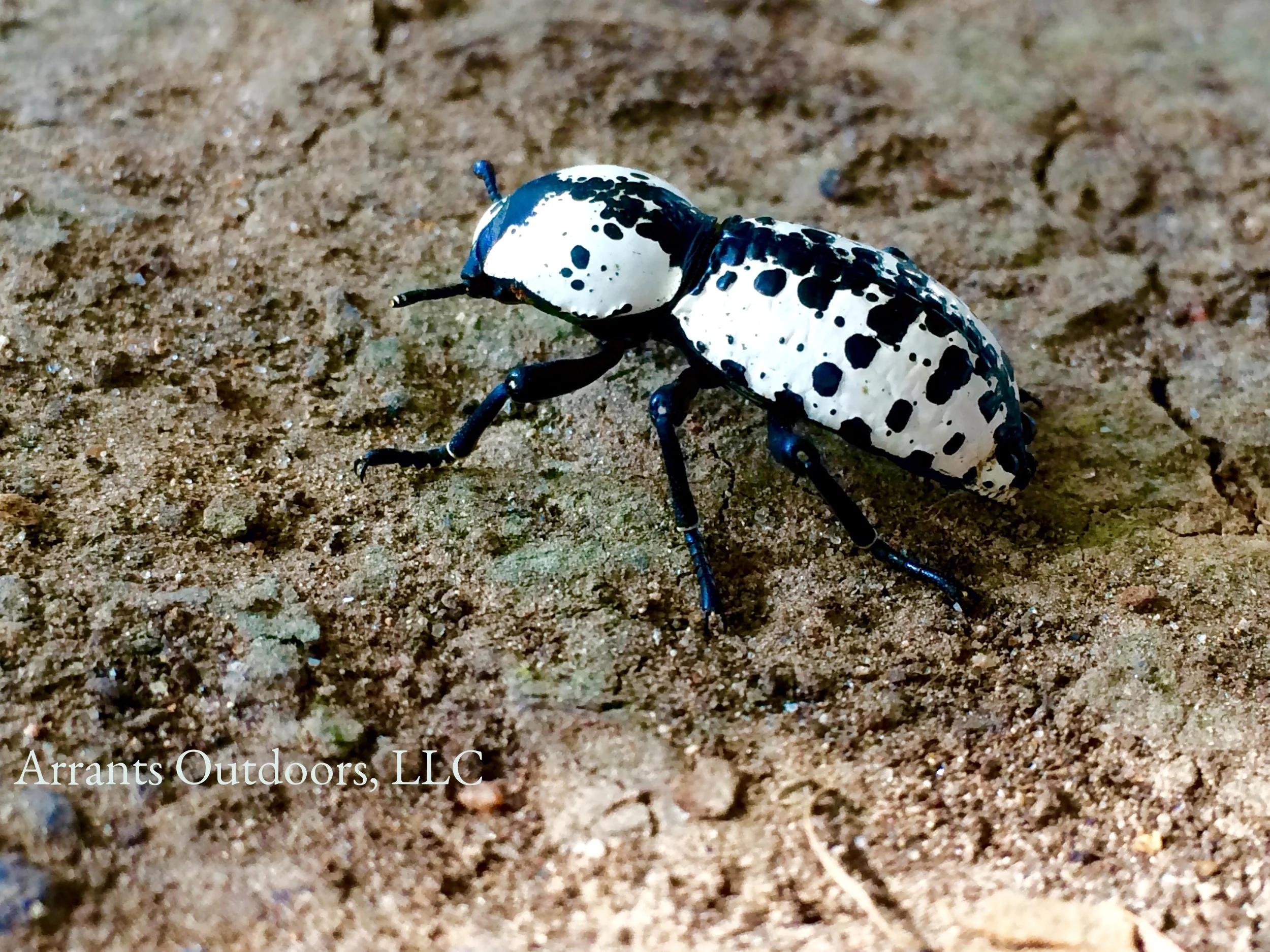 Texas Ironclad Beetle (Zopherus nodulosus haldemani) Click to enlarge
