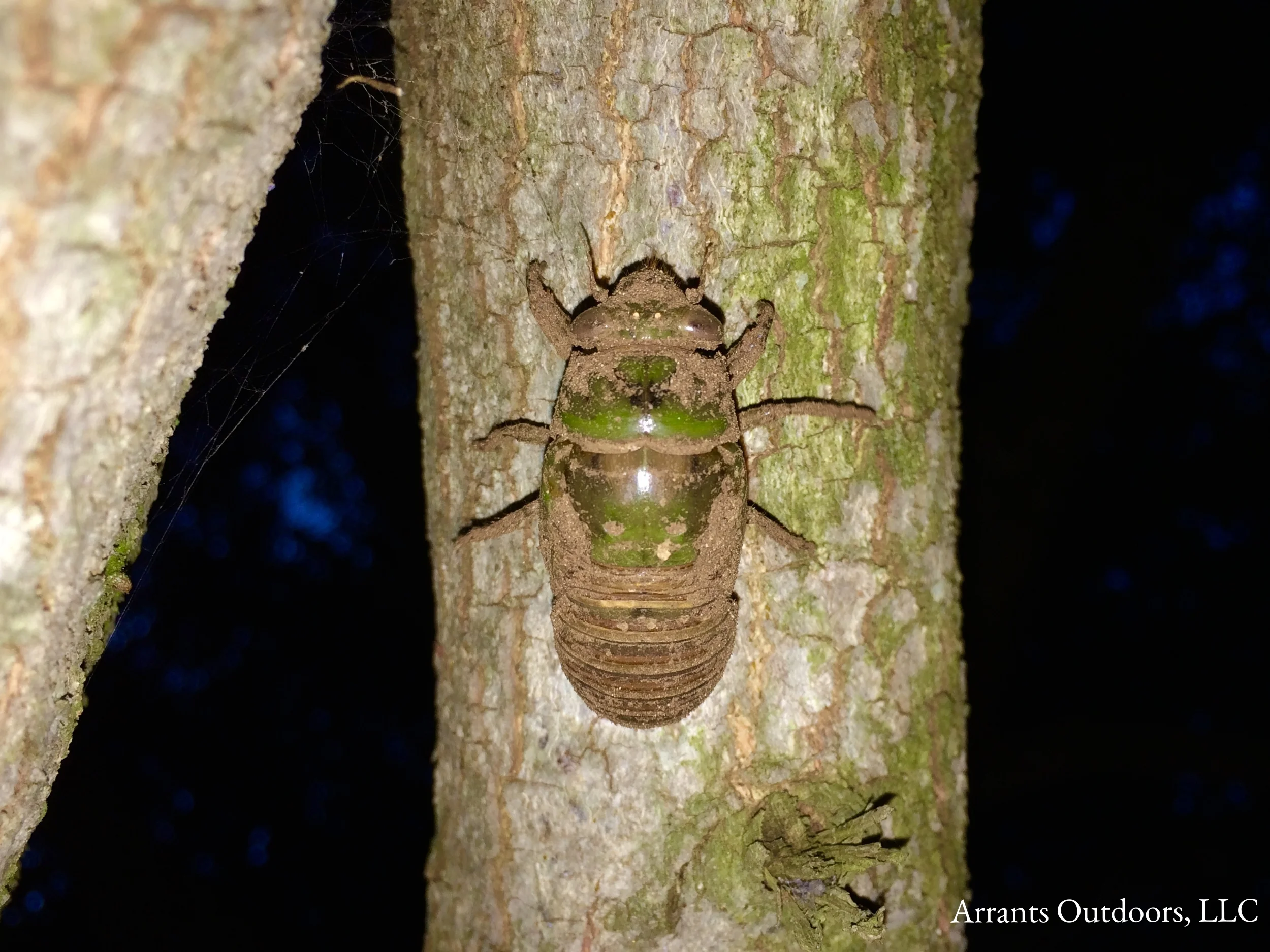 Freshly emerged Resh Cicada (Neotibicen resh) nymph preparing to molt. The dried soil on it is what is often referred to as "black gumbo" soil by the locals in central Texas. (Click to enlarge)