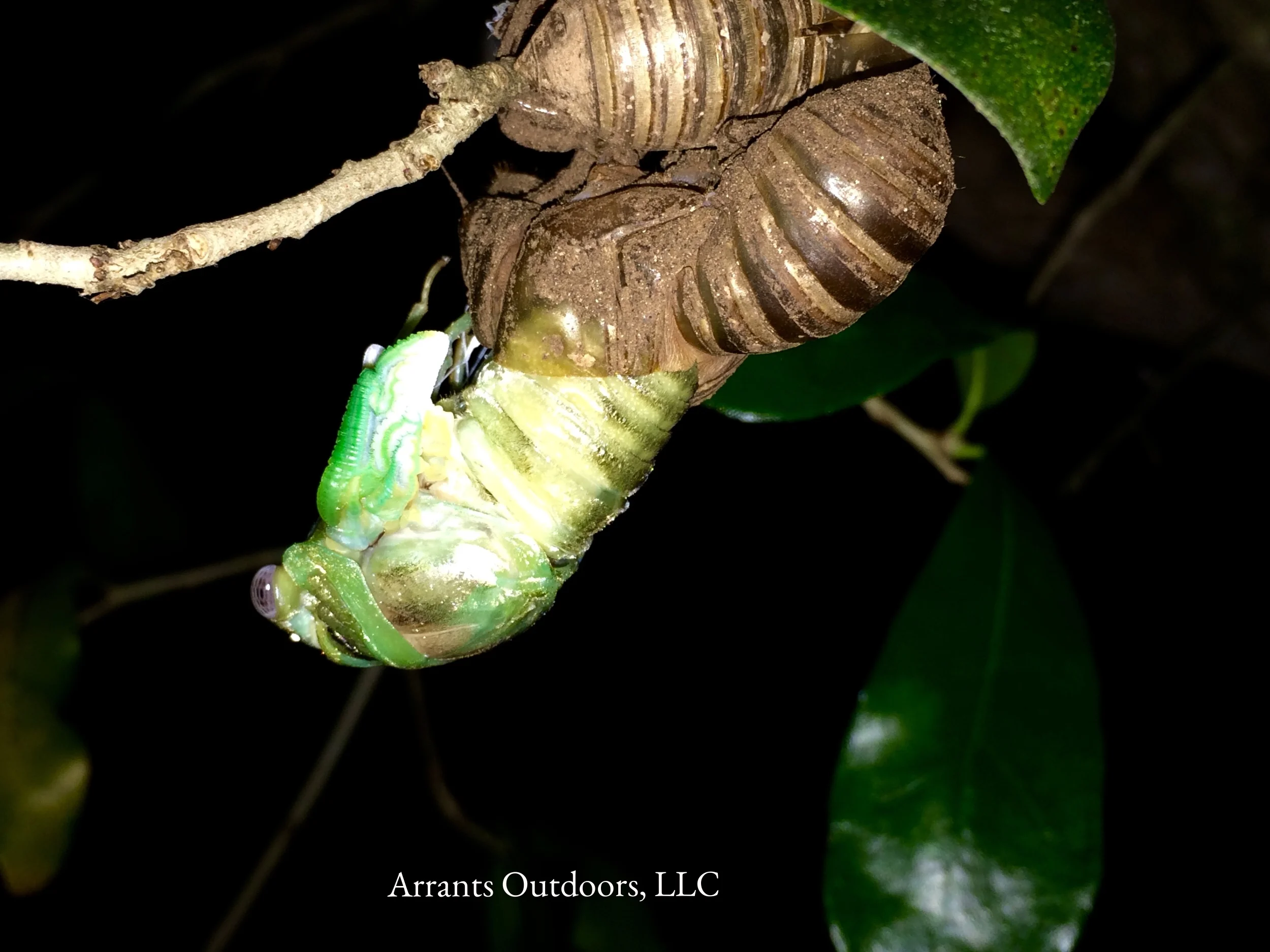 Almost completely free of its old shell, the wing nodes are now very easy to see. As with other insects, vascular processes will pump hemolymph into the wings to unfurl them for drying. Another terrific look at the fresh compound eye. (Click to enlarge)