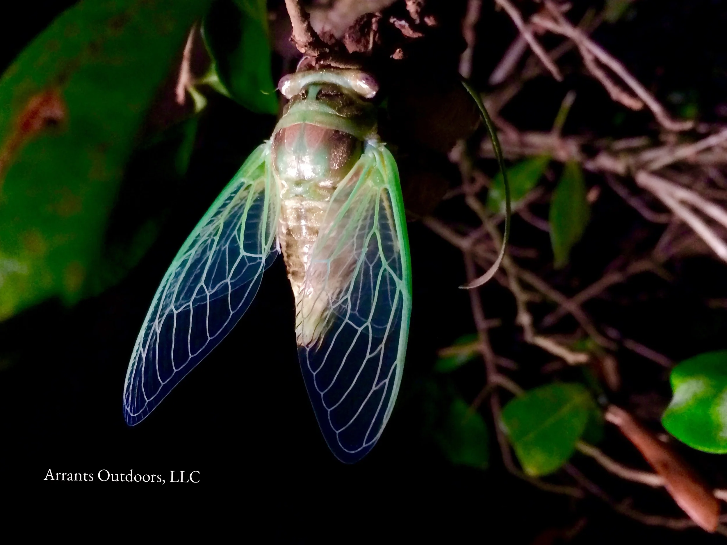 The wings have now become completely unfurled and are beginning to dry. The "Resh" letter is starting to become apparent on the thorax. (Click to enlarge)